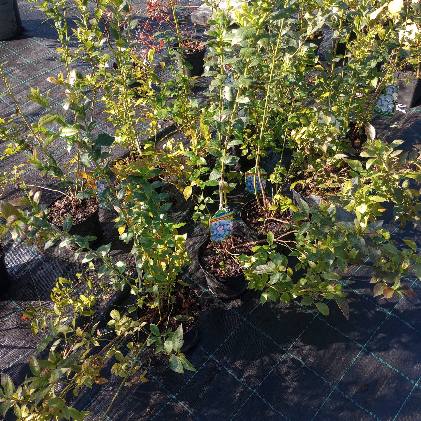 Borówka amerykańska (Borówka wysoka) / Vaccinium corymbosum