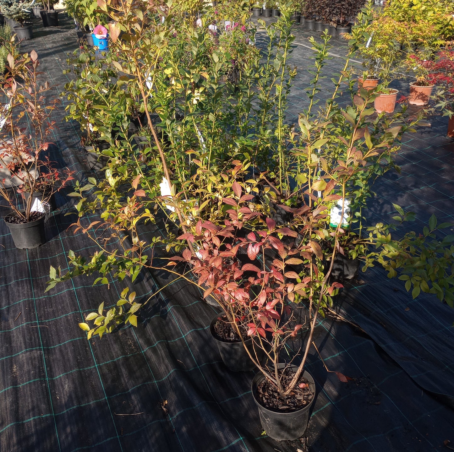 Borówka amerykańska (Borówka wysoka) / Vaccinium corymbosum