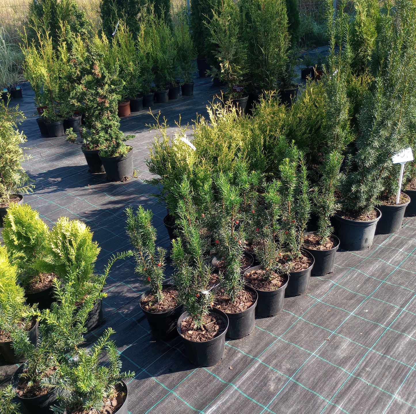 Cis pospolity Taxus baccata