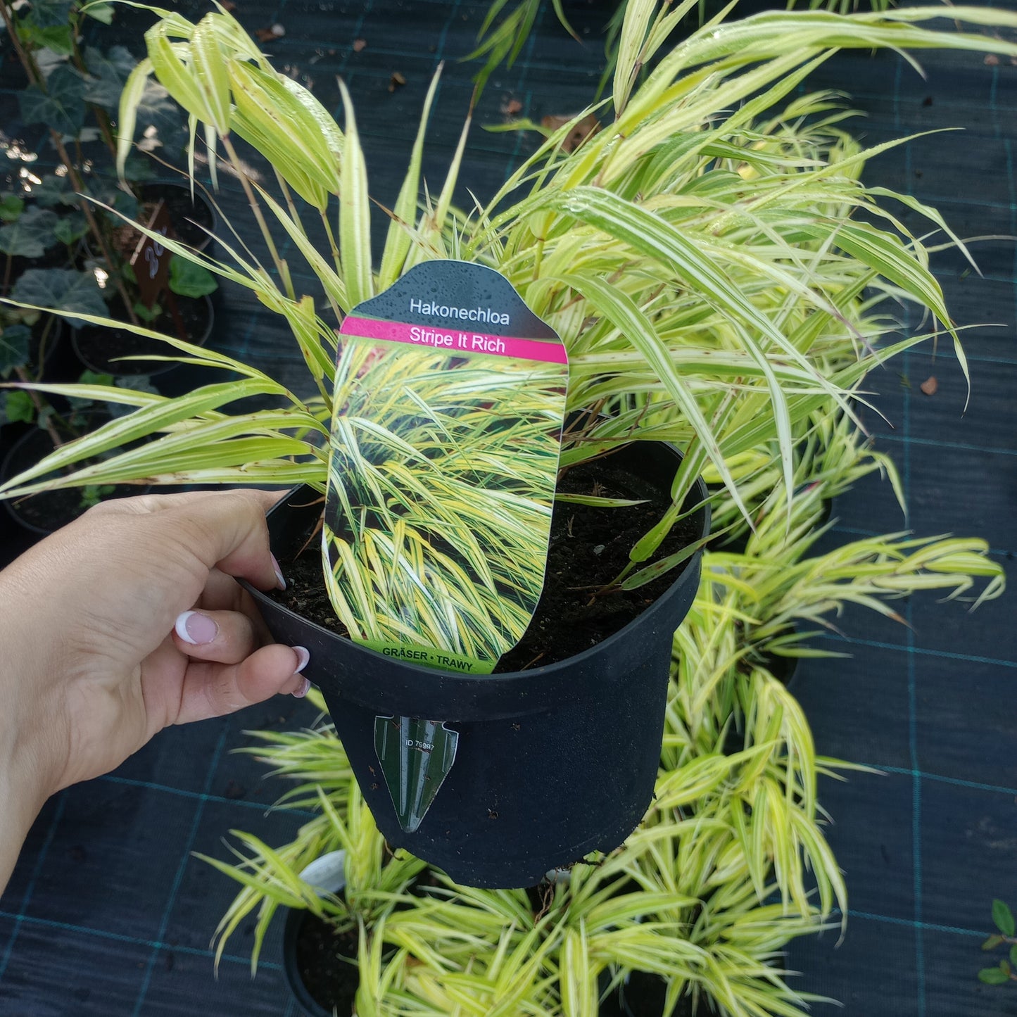 Hakonechloa Stripe it rich