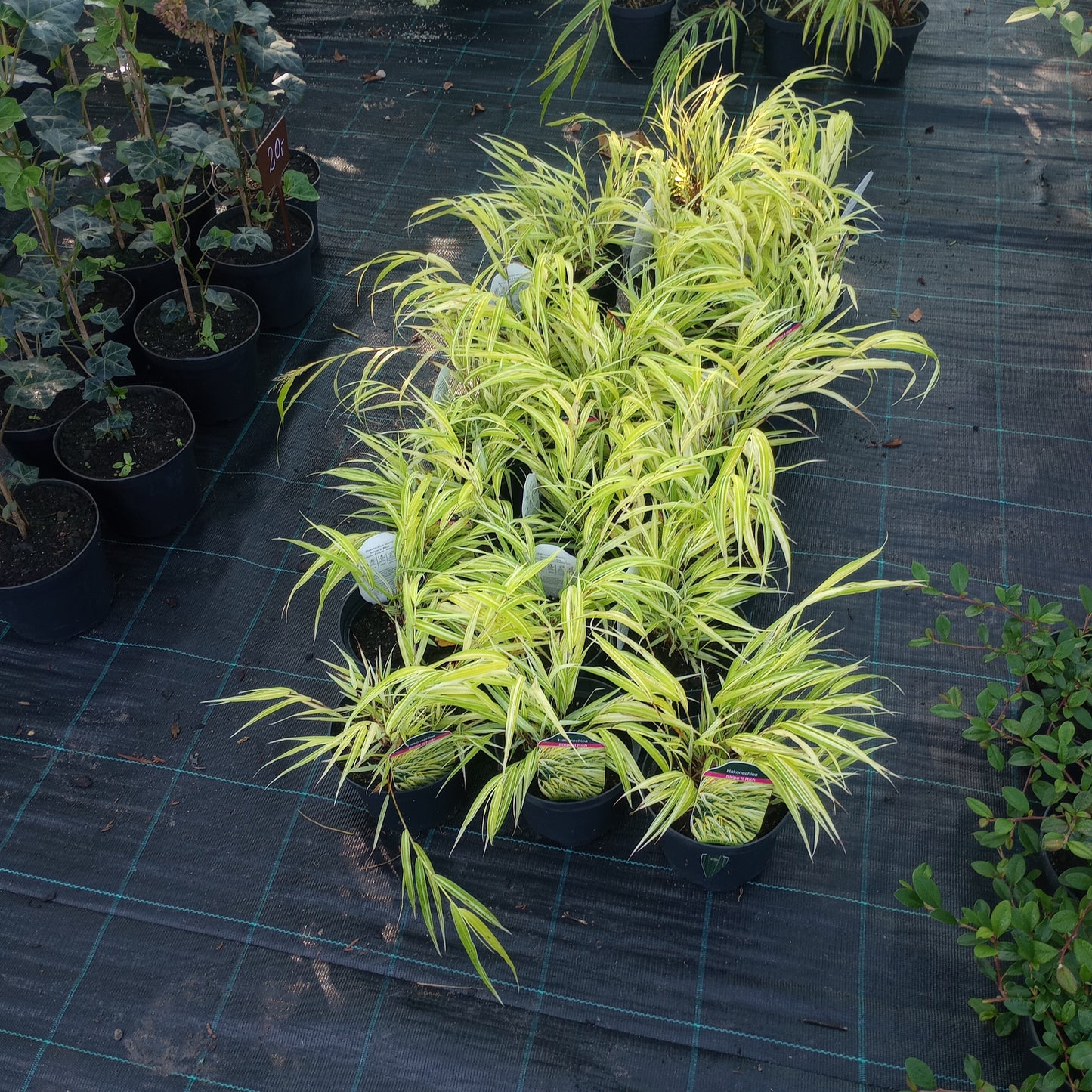 Hakonechloa Stripe it rich