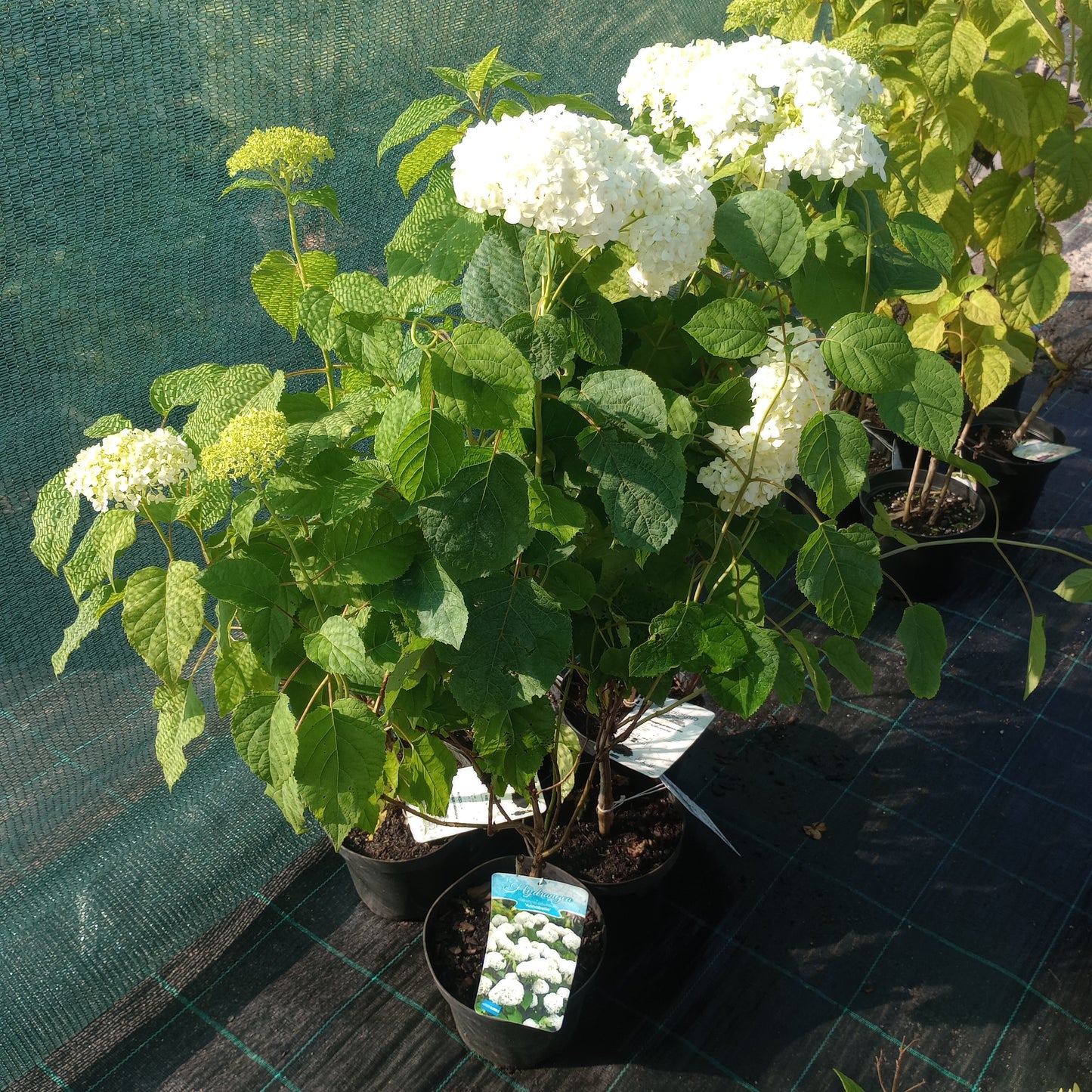 Hortensja Hydrangea arborescens 'Anabelle'
