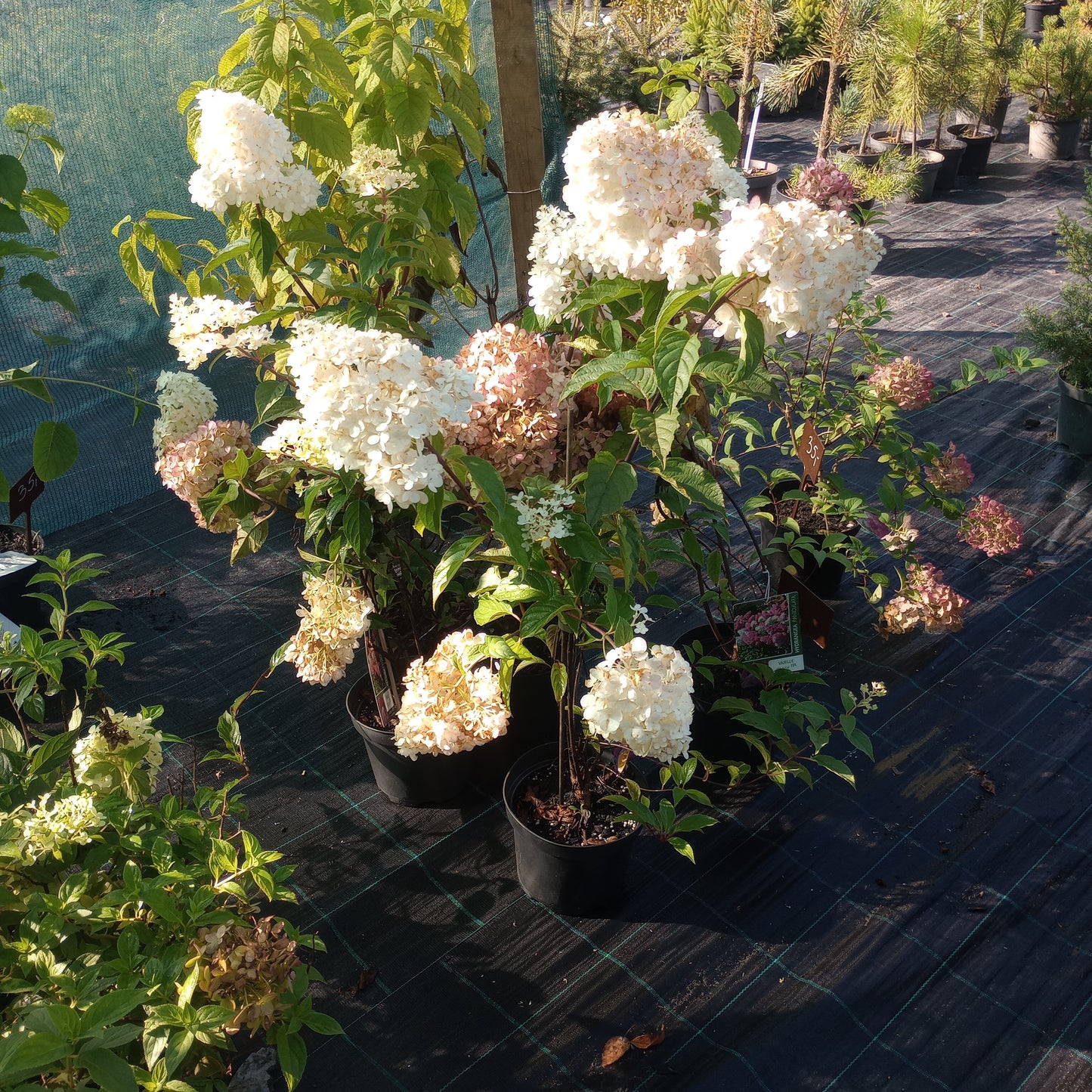 Hortensja Hydrangea paniculata 'Vanille - Fraise'