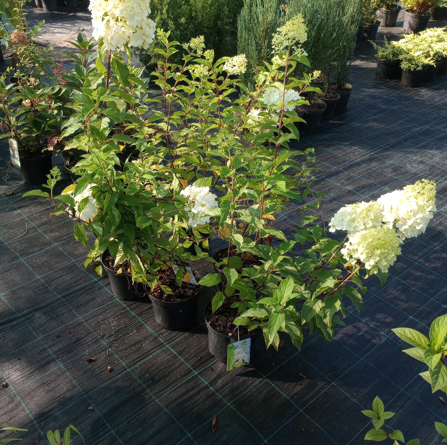 Hortensja Hydrangea paniculata 'Polar Bear'