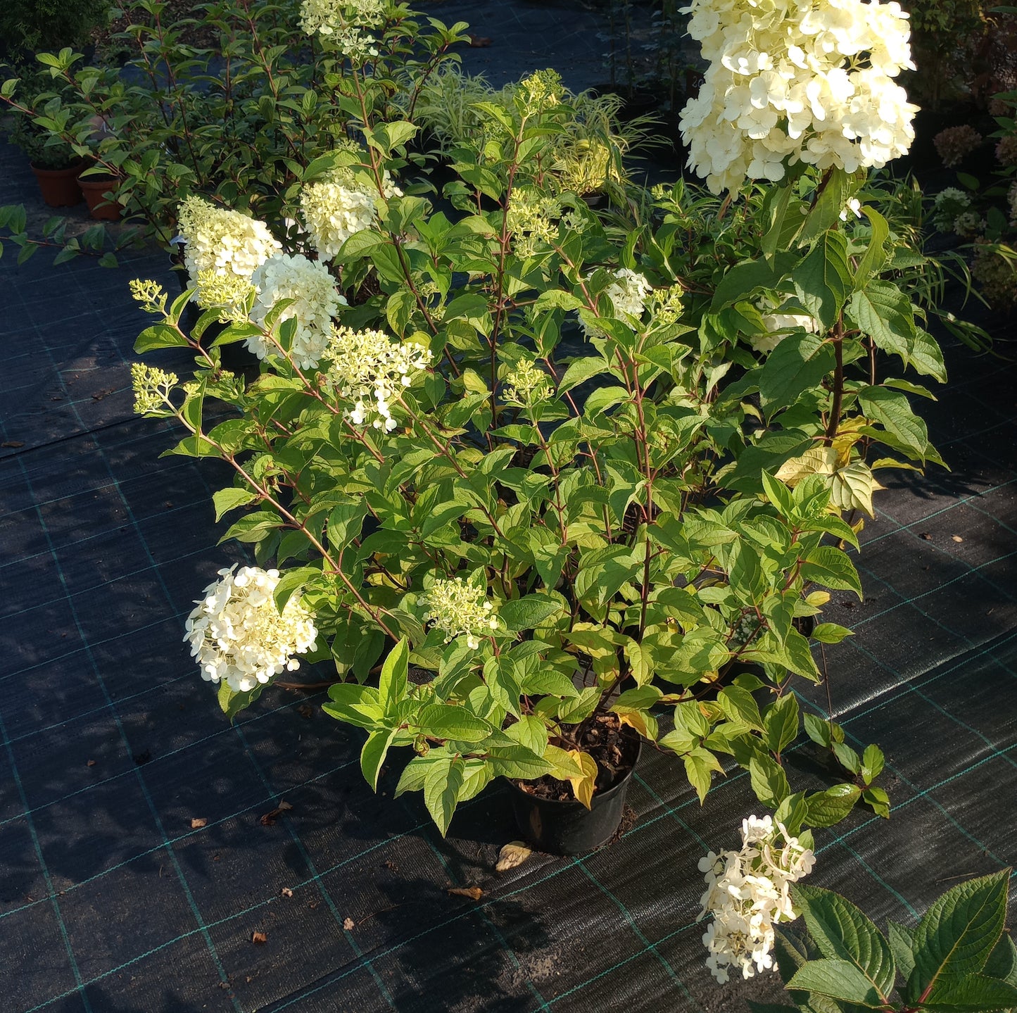 Hortensja Hydrangea paniculata 'Polar Bear'