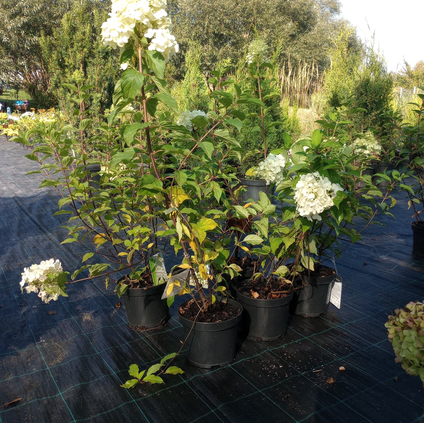 Hortensja Hydrangea paniculata 'Polar Bear'