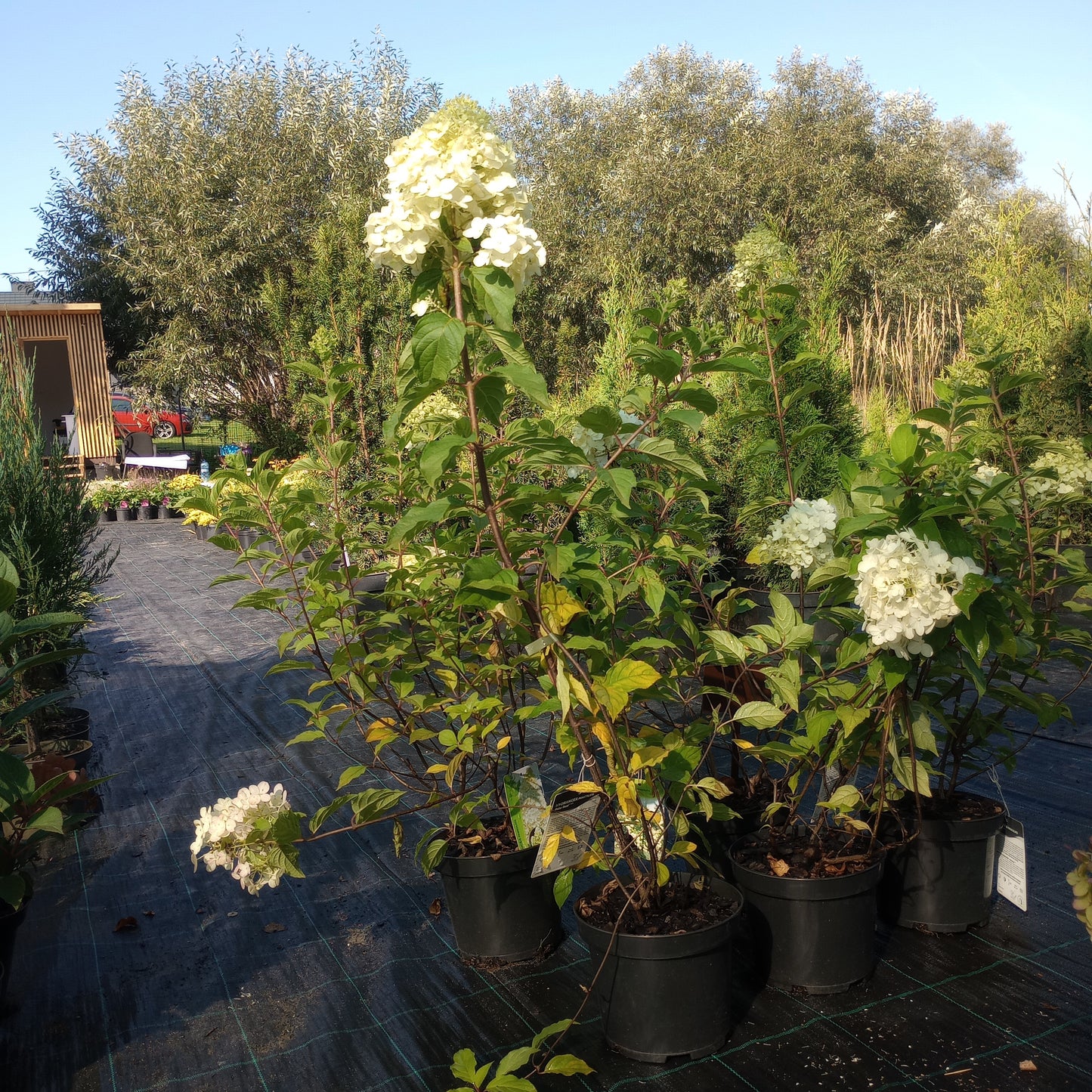 Hortensja Hydrangea paniculata 'Polar Bear'