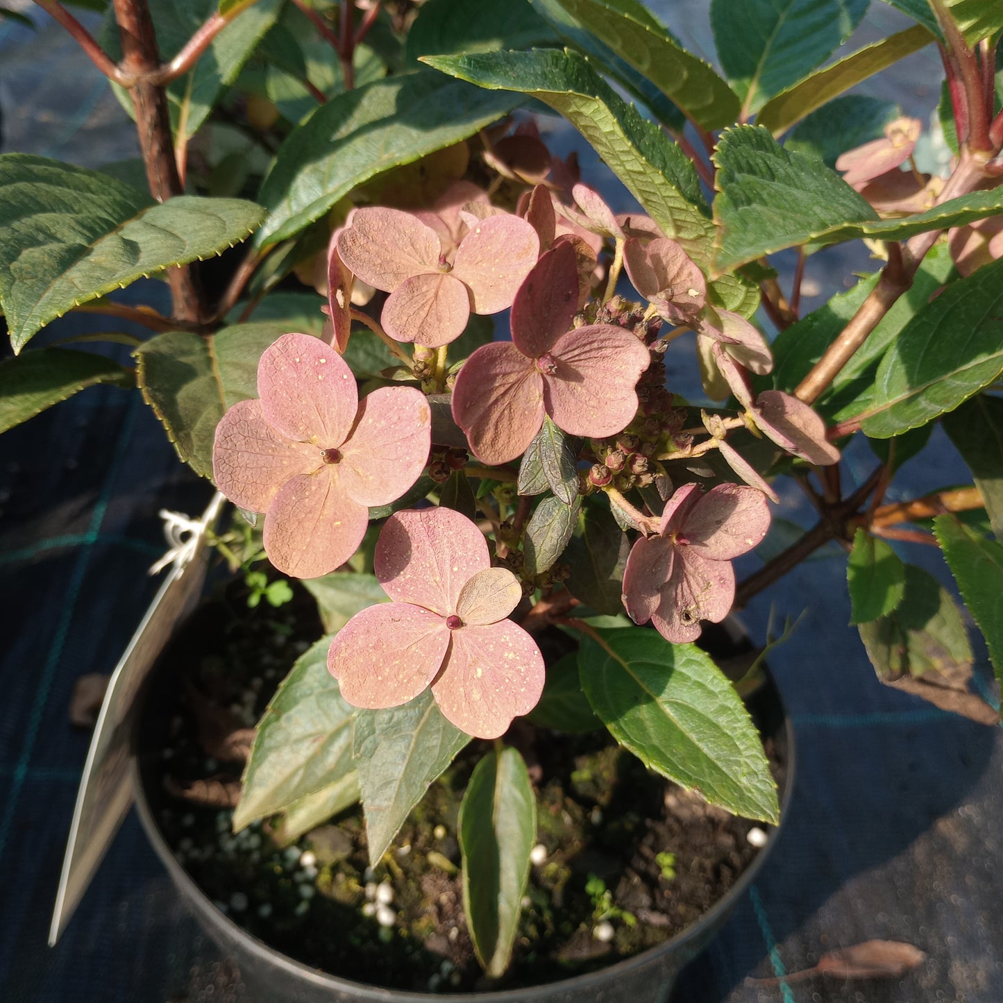 Hortensja 'Polestar'