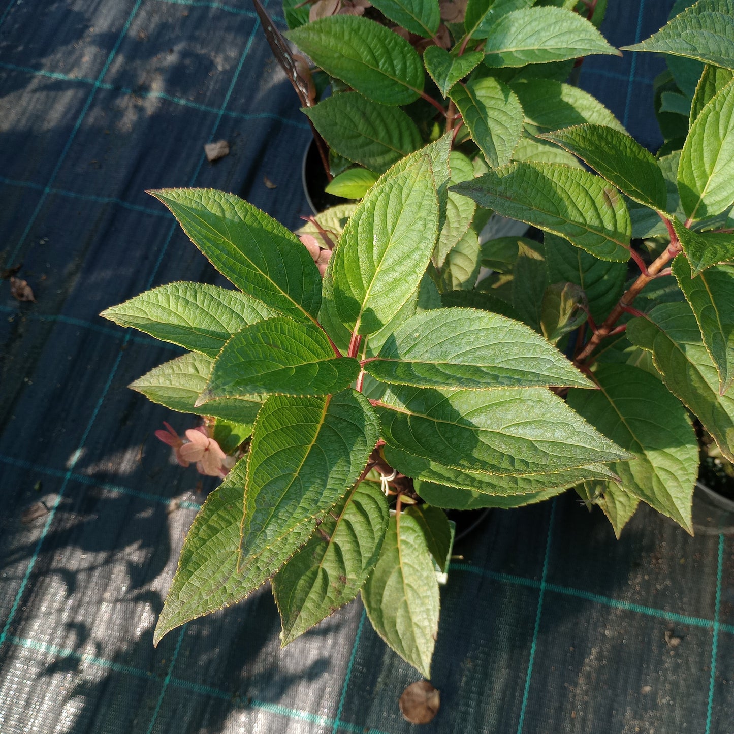 Hortensja 'Polestar'
