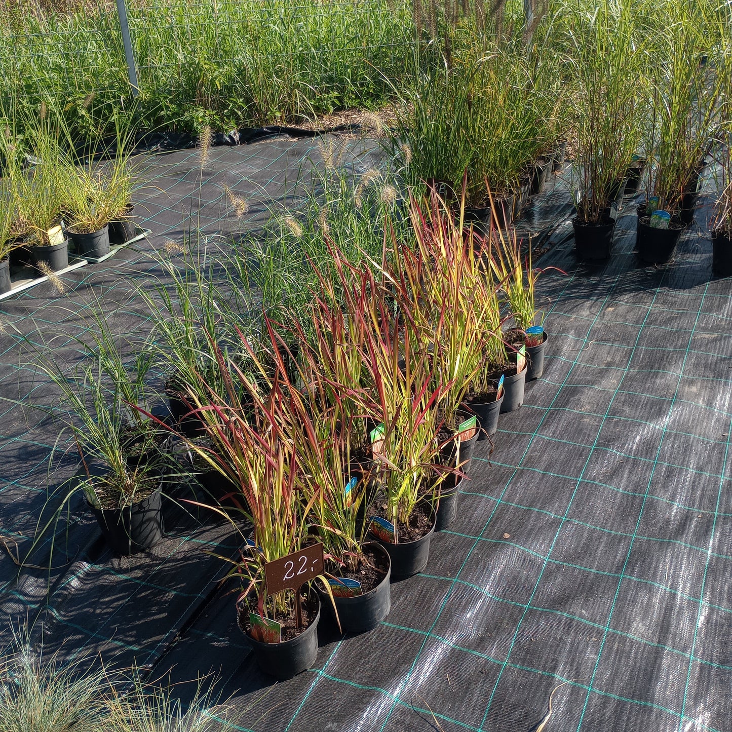 Imperata cylindryczna 'Red Baron' Imperata cylindrica