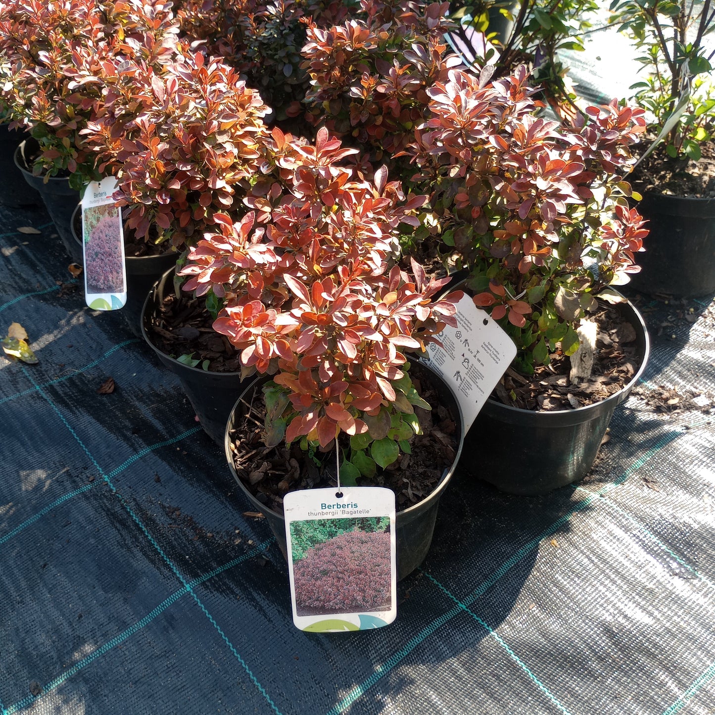 Berberis thunbergii "Bagatelle"
