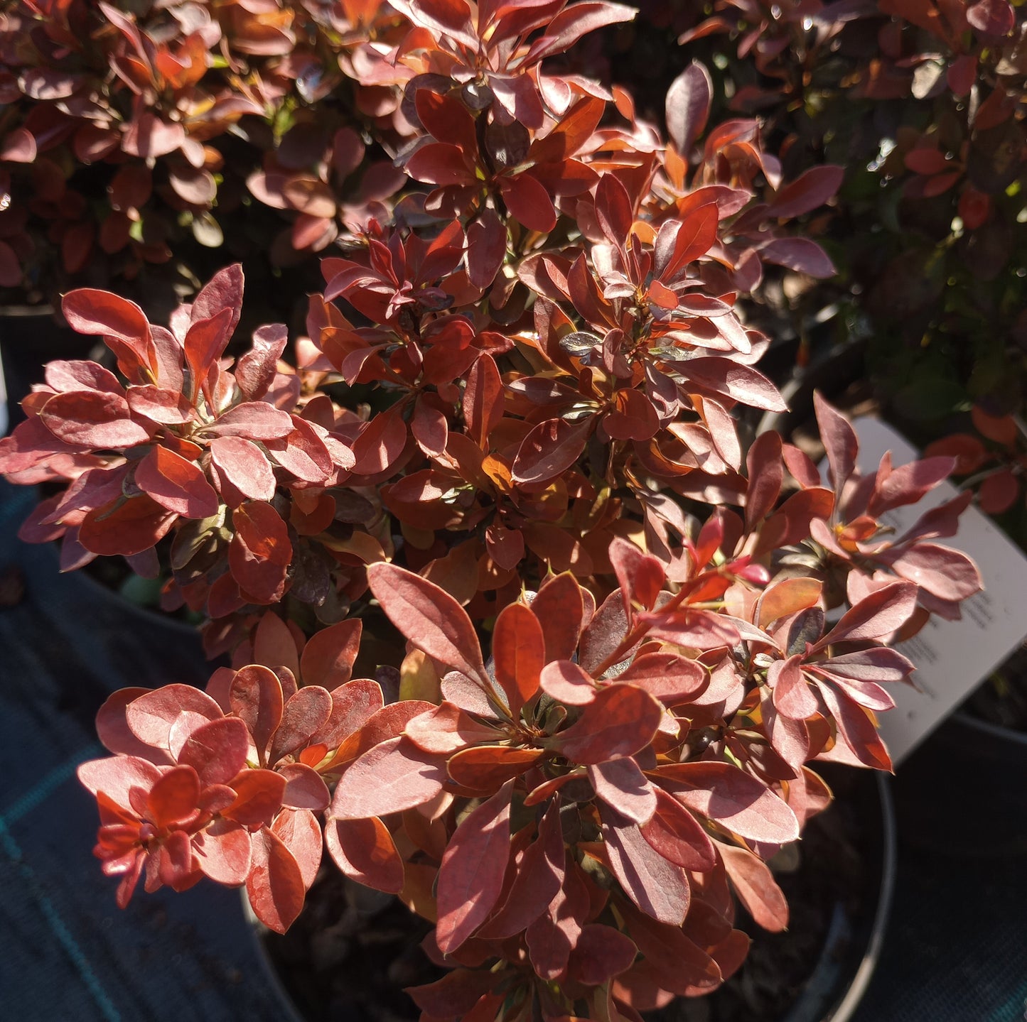 Berberis thunbergii "Bagatelle"