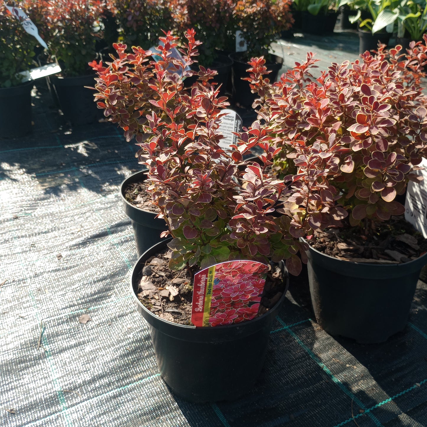 Berberis thunbergii "Red Hot Chili"