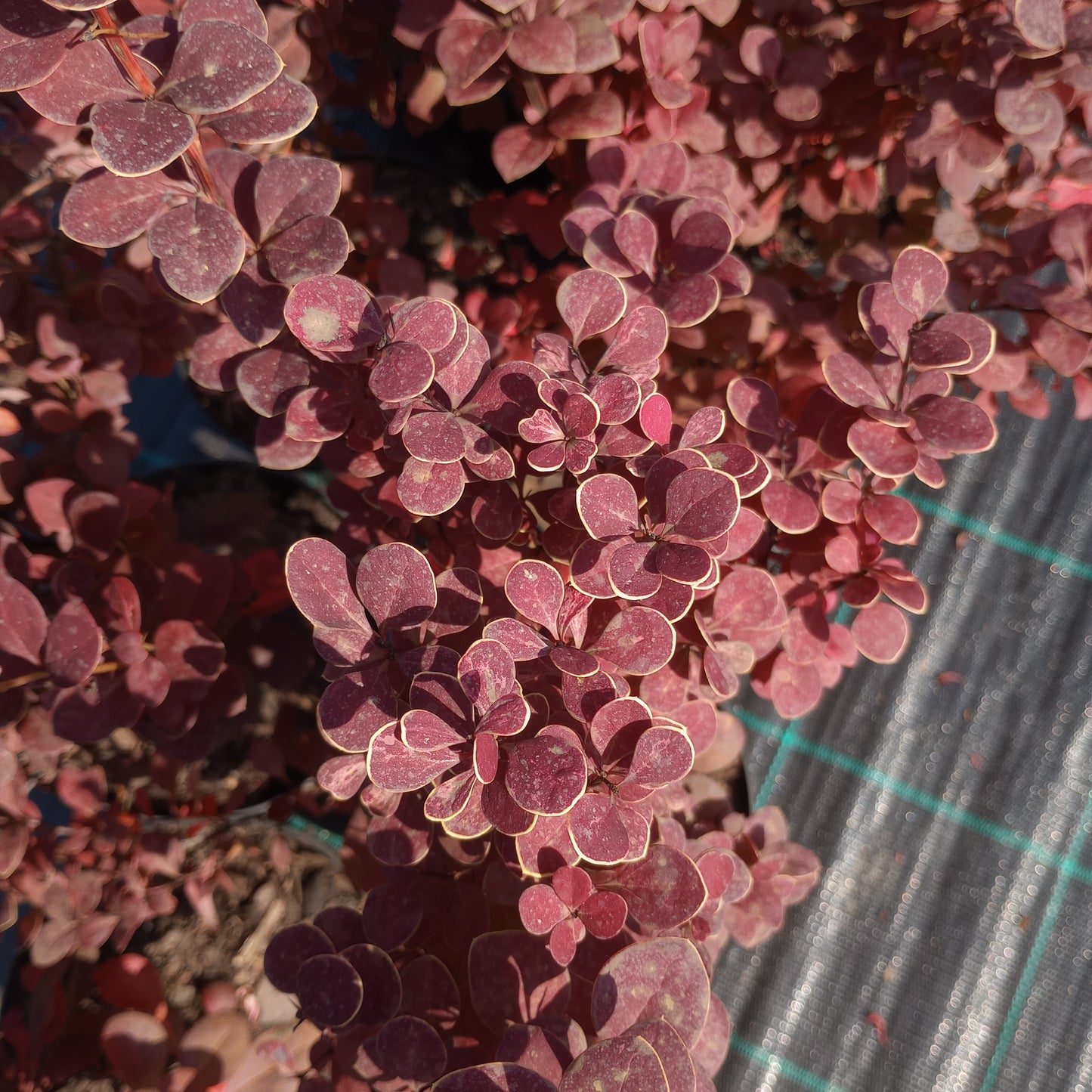 Berberis thunbergii "Orange Pillar"