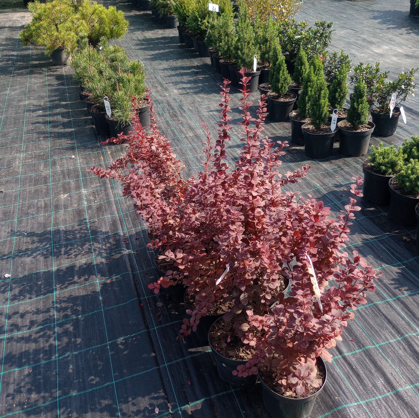 Berberis thunbergii "Orange Pillar"