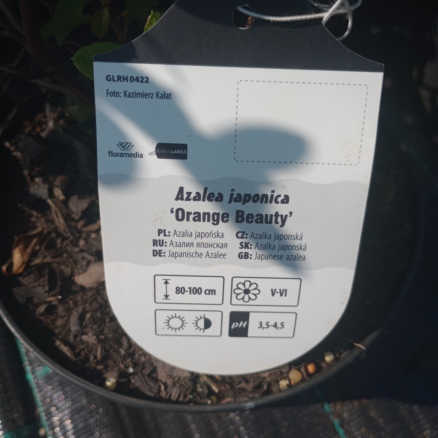 Rhododendron Azalia japońska ''Orange Beauty''