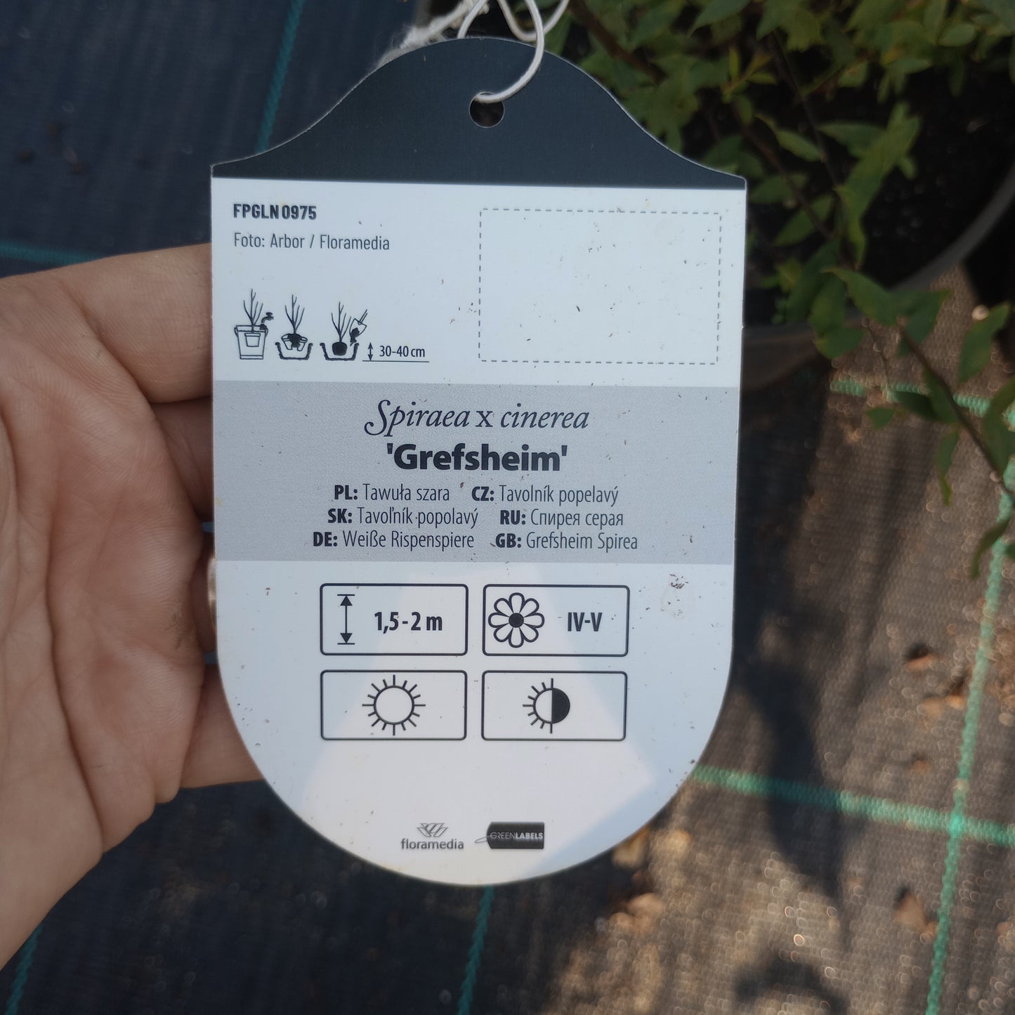 Tawuła szara ‘'Grefsheim’'