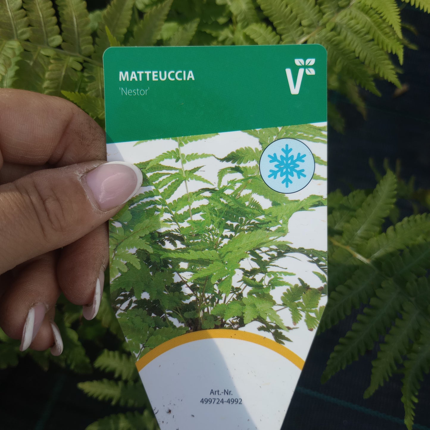 Pióropusznik strusi (Matteuccia struthiopteris) "Nestor"
