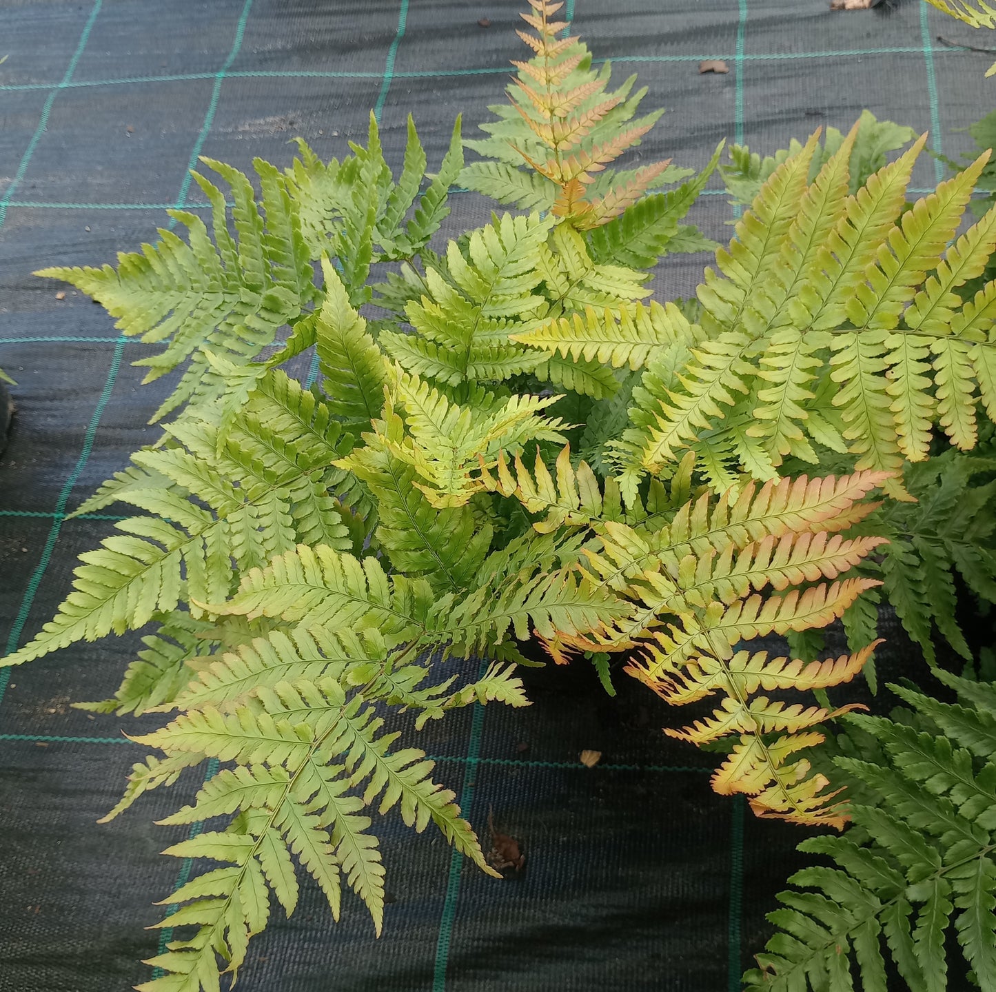 Nerecznica (Dryopteris erythrosora) "Autumn"