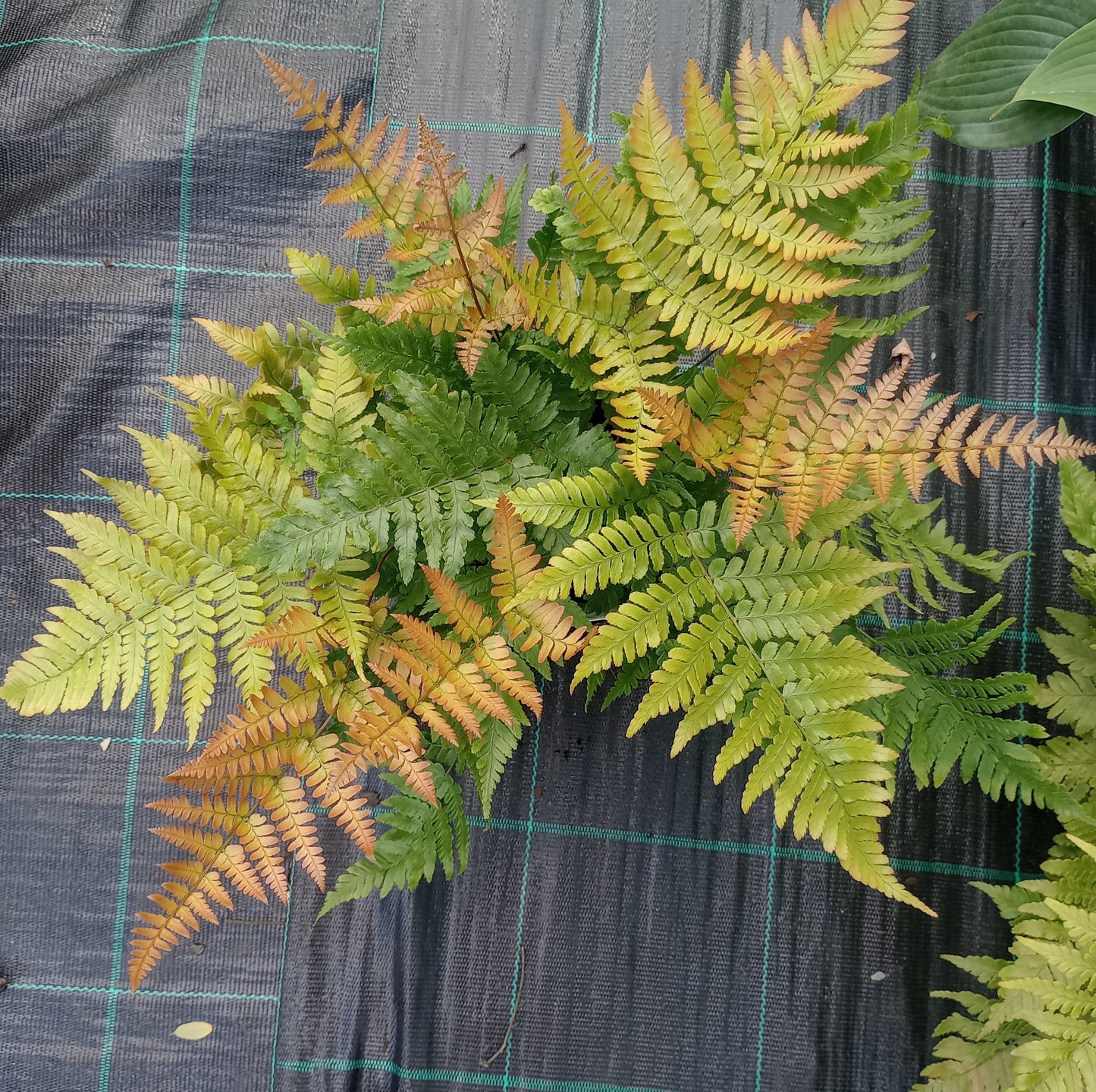 Nerecznica (Dryopteris erythrosora) "Autumn"
