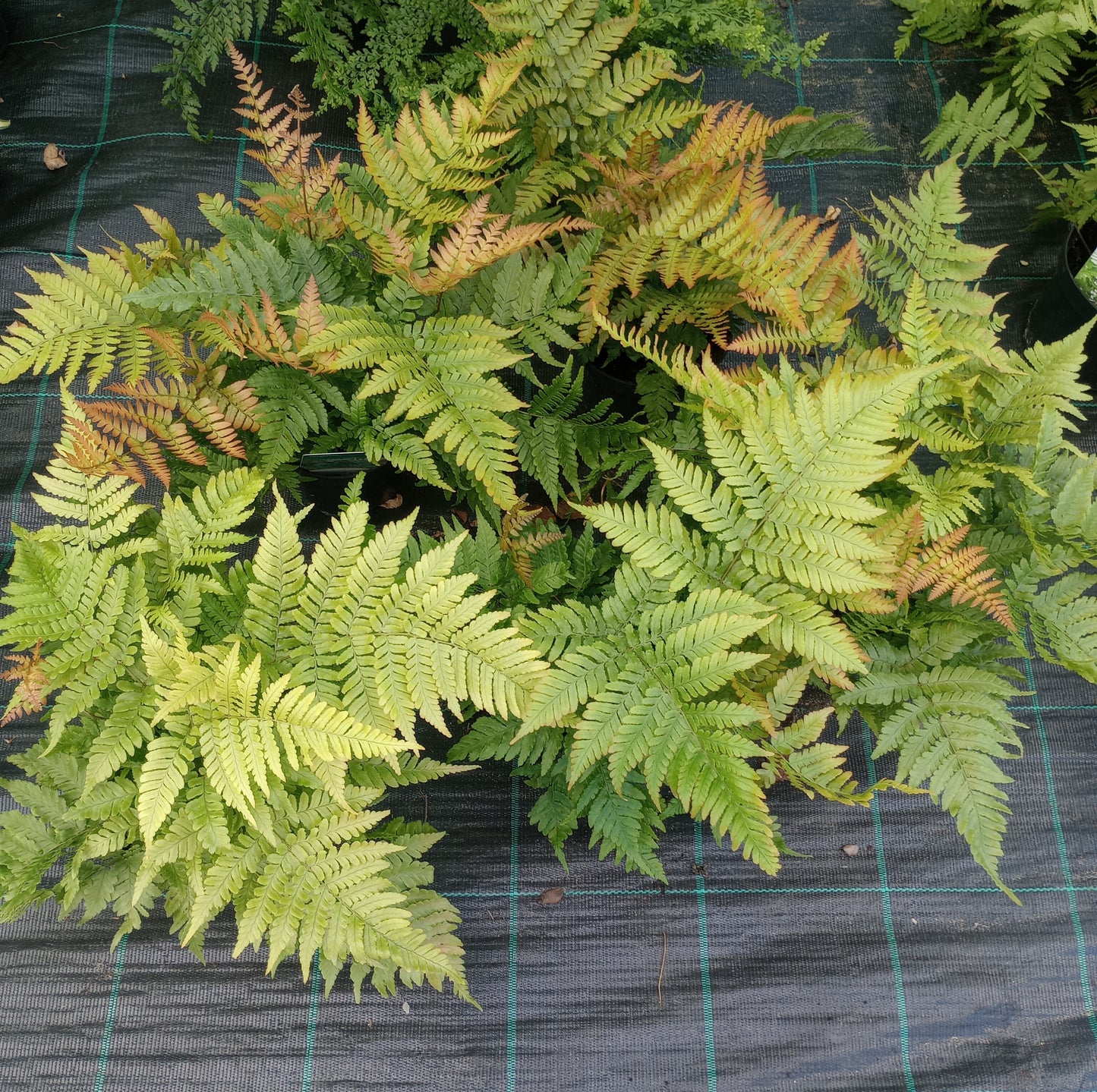 Nerecznica (Dryopteris erythrosora) "Autumn"