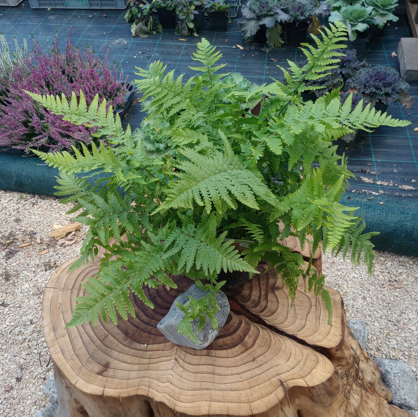Nerecznica (Dryopteris) "Mexica"