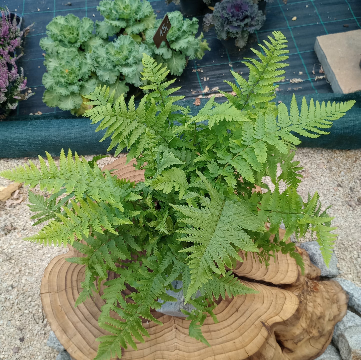Nerecznica (Dryopteris) "Mexica"