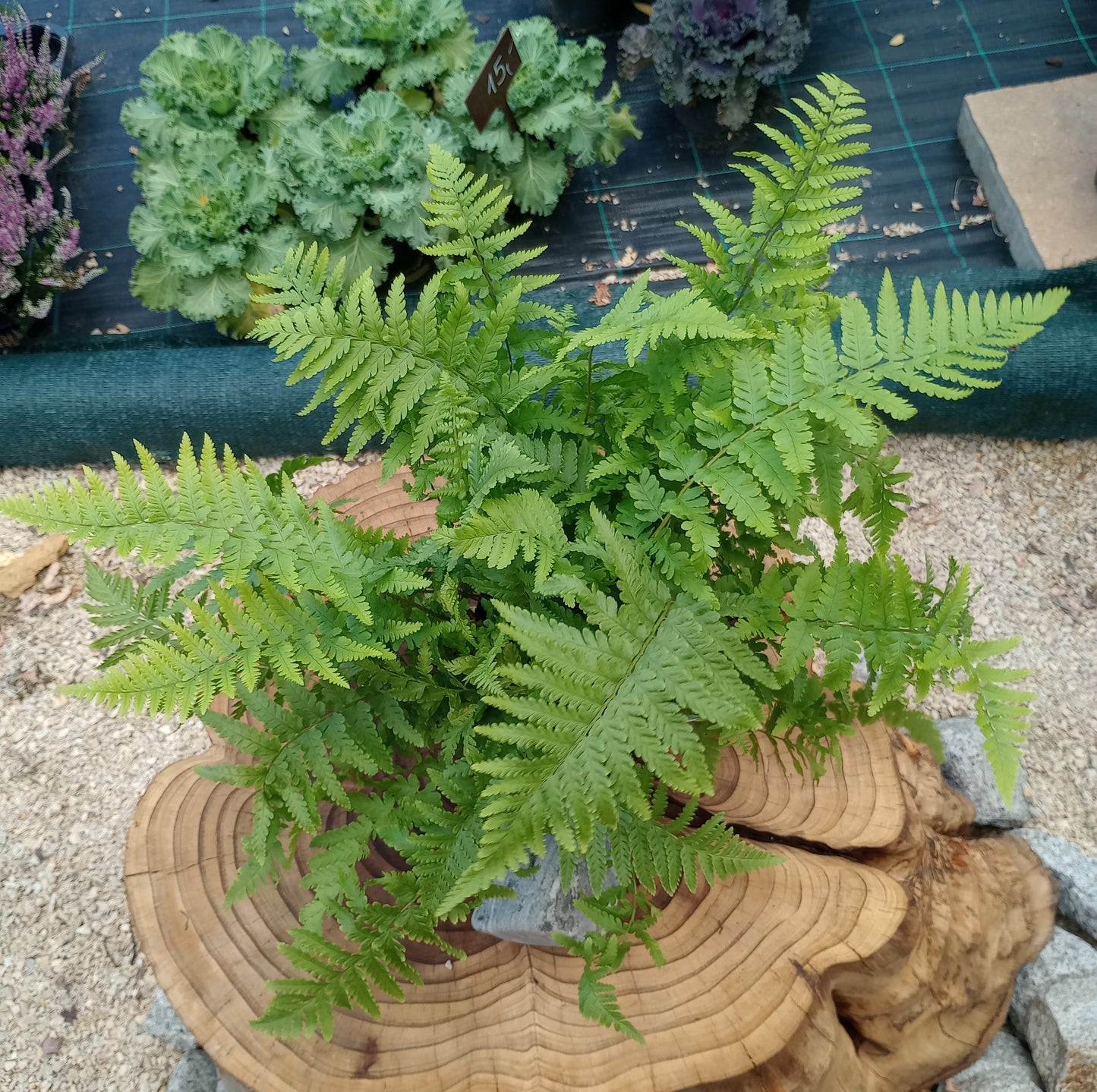 Nerecznica (Dryopteris) "Mexica"