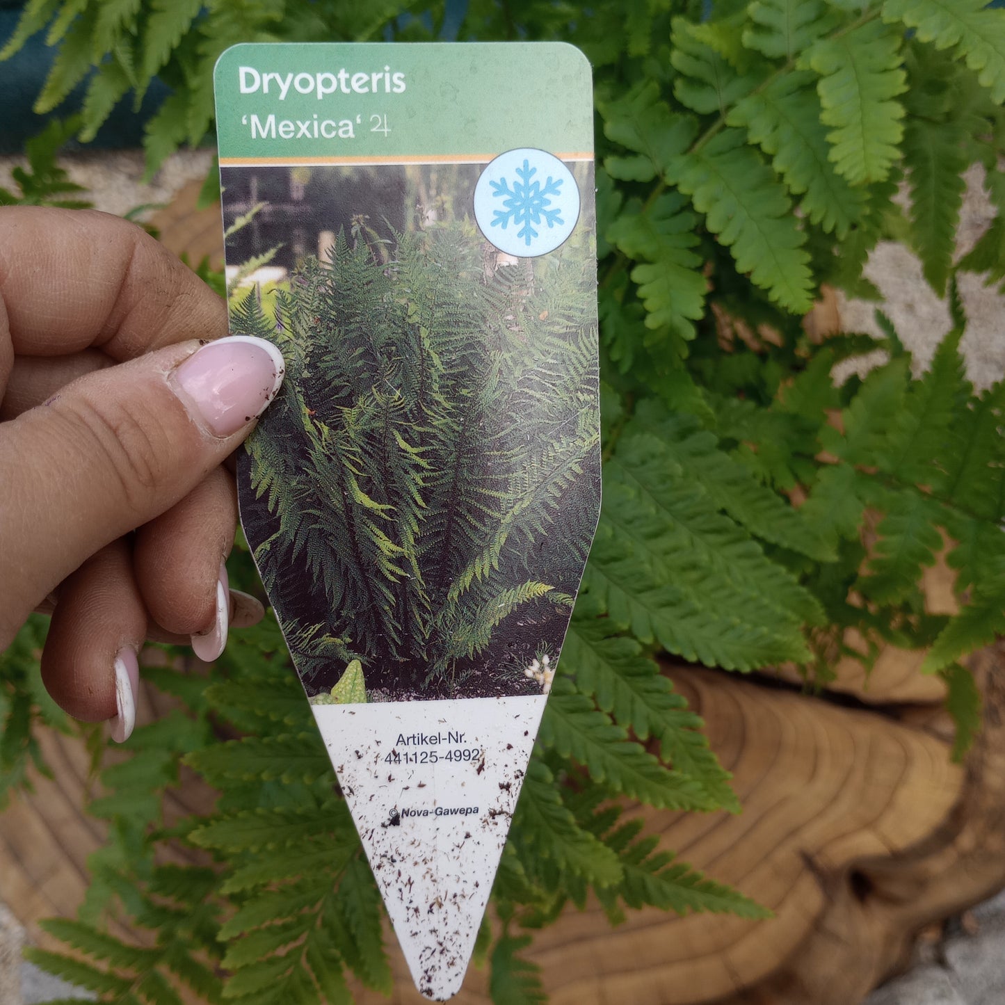 Nerecznica (Dryopteris) "Mexica"