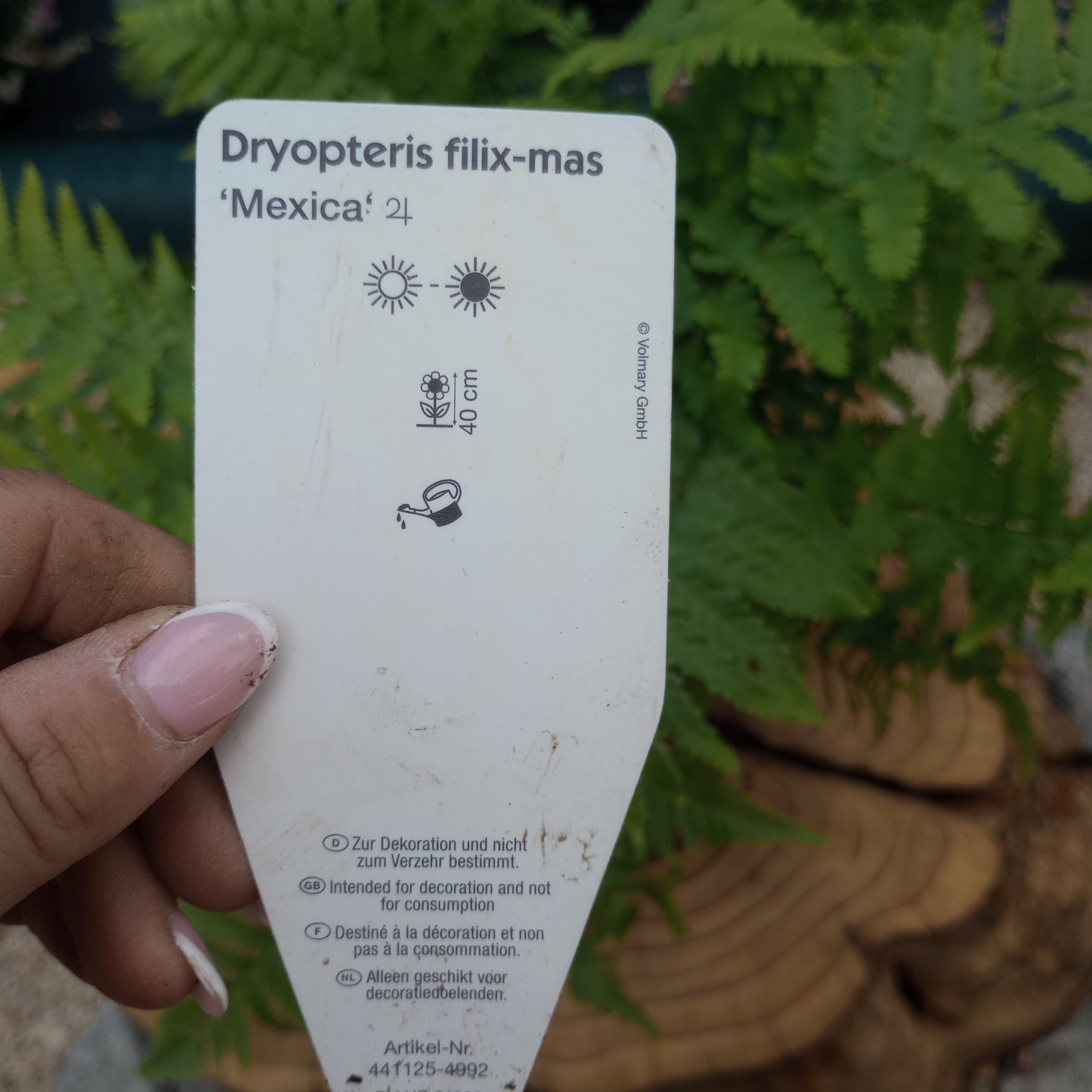 Nerecznica (Dryopteris) "Mexica"