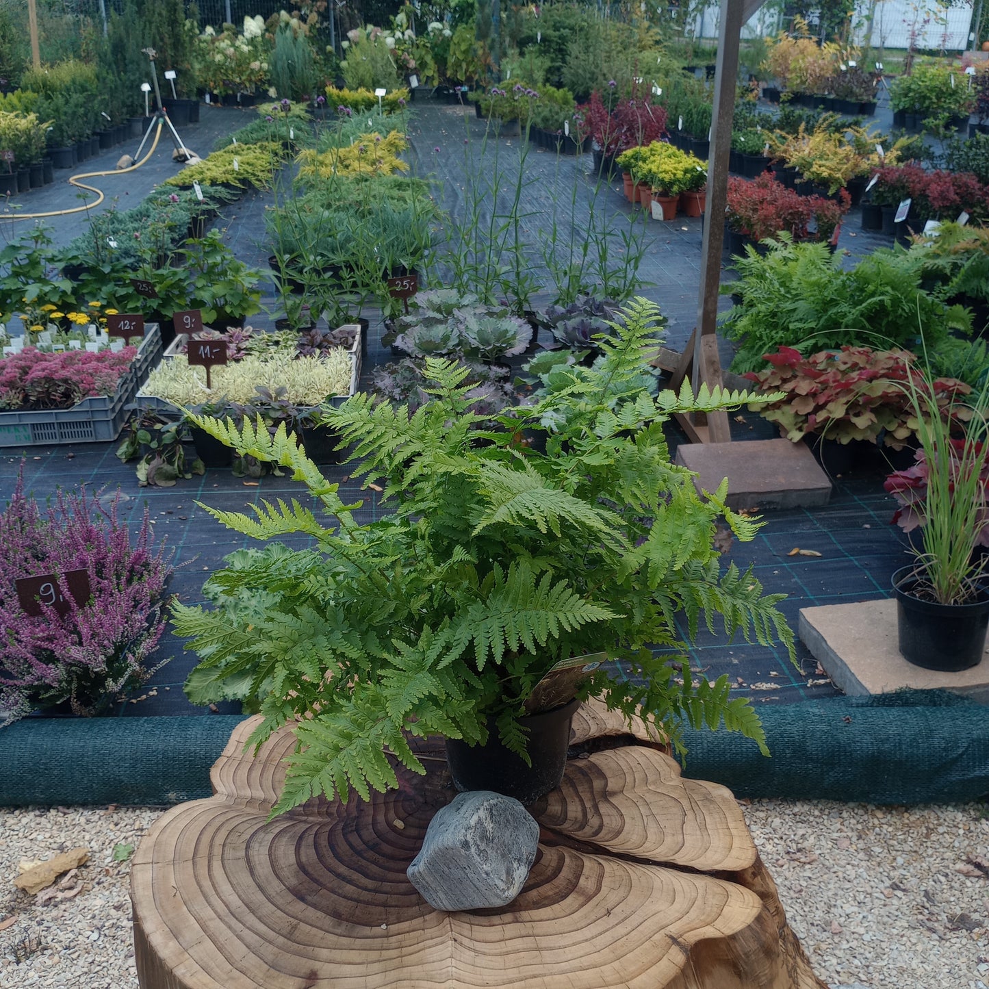 Nerecznica (Dryopteris) "Mexica"