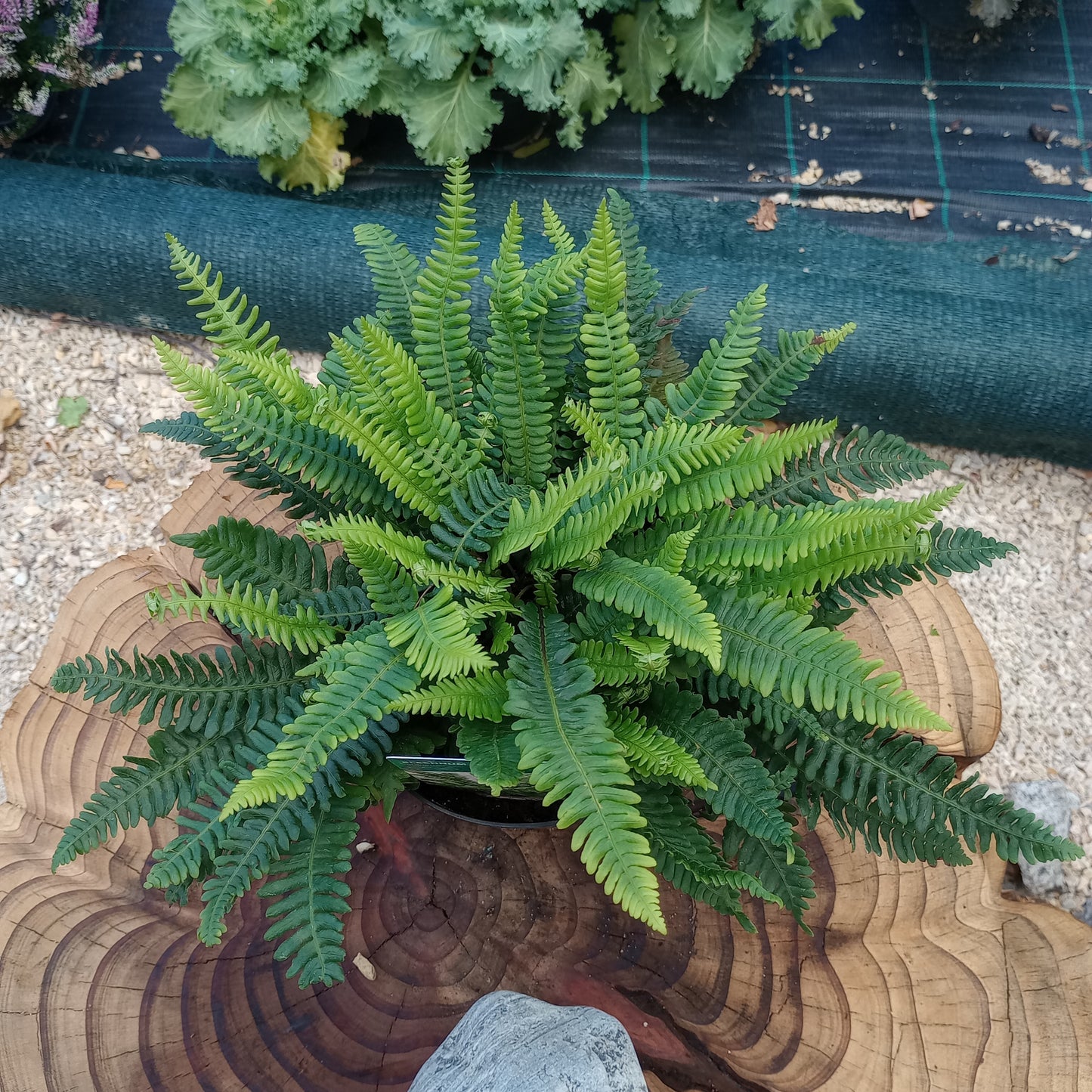 Podrzeń żebrowiec (Blechnum spicant) "Stripetti"