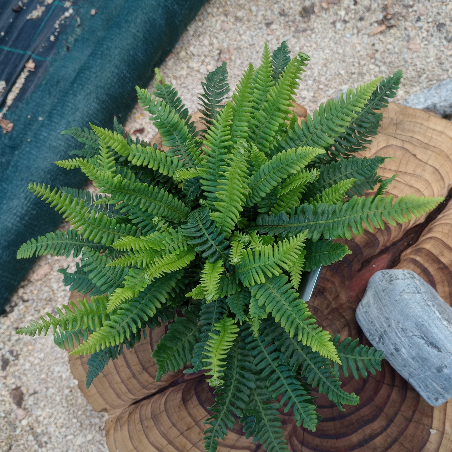 Podrzeń żebrowiec (Blechnum spicant) "Stripetti"