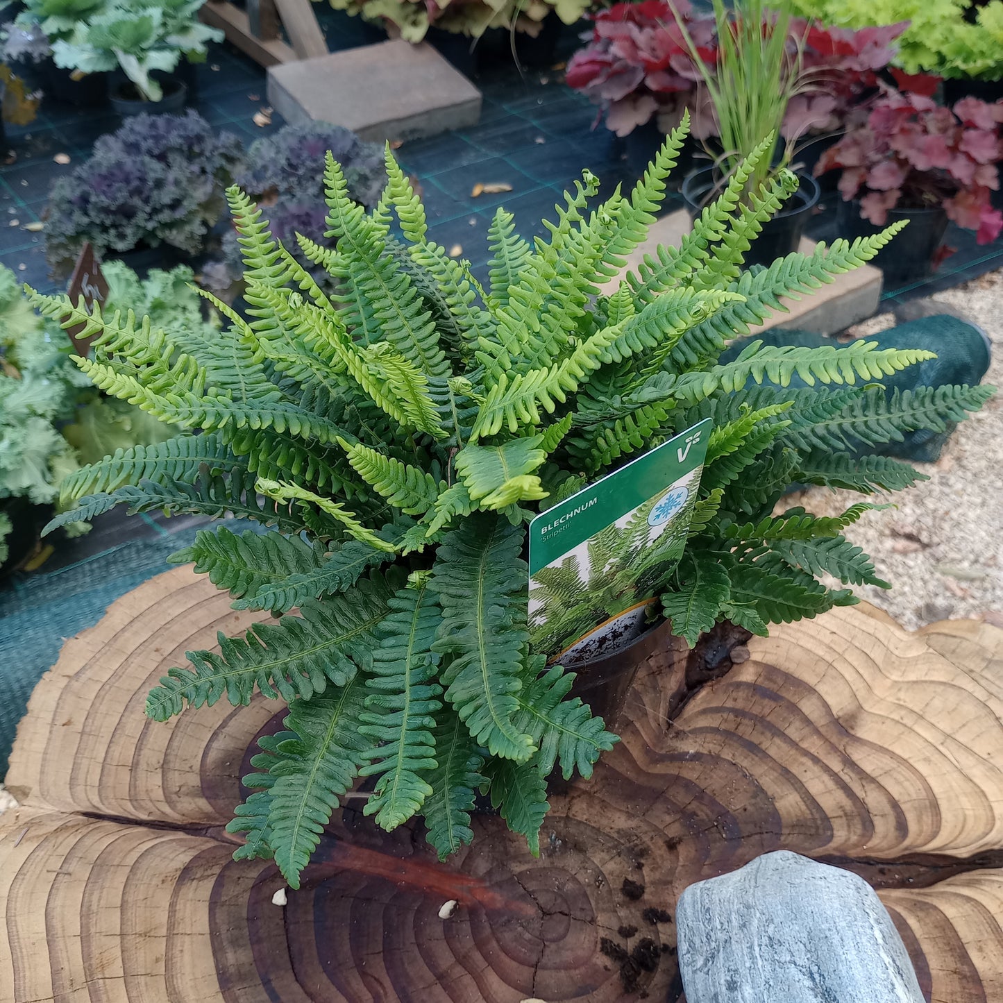 Podrzeń żebrowiec (Blechnum spicant) "Stripetti"
