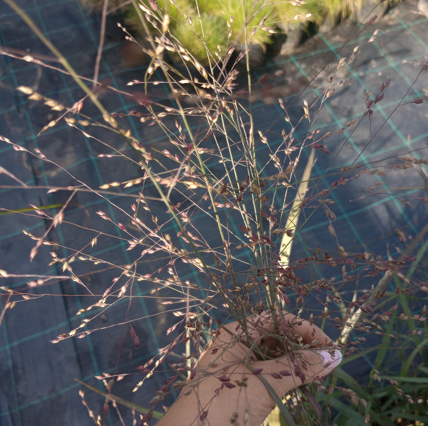 Proso rózgowate (Panicum virgatum) "HEAVY METAL"