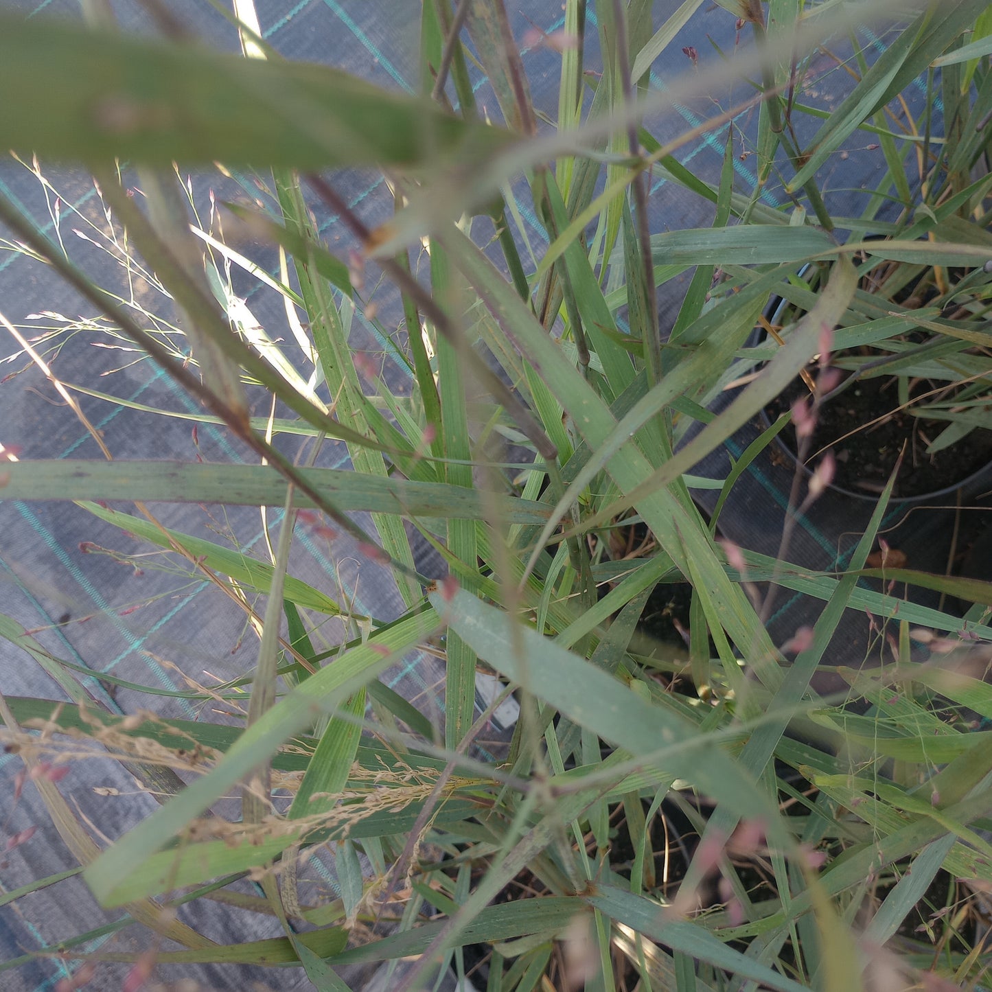 Proso rózgowate (Panicum virgatum) "HEAVY METAL"