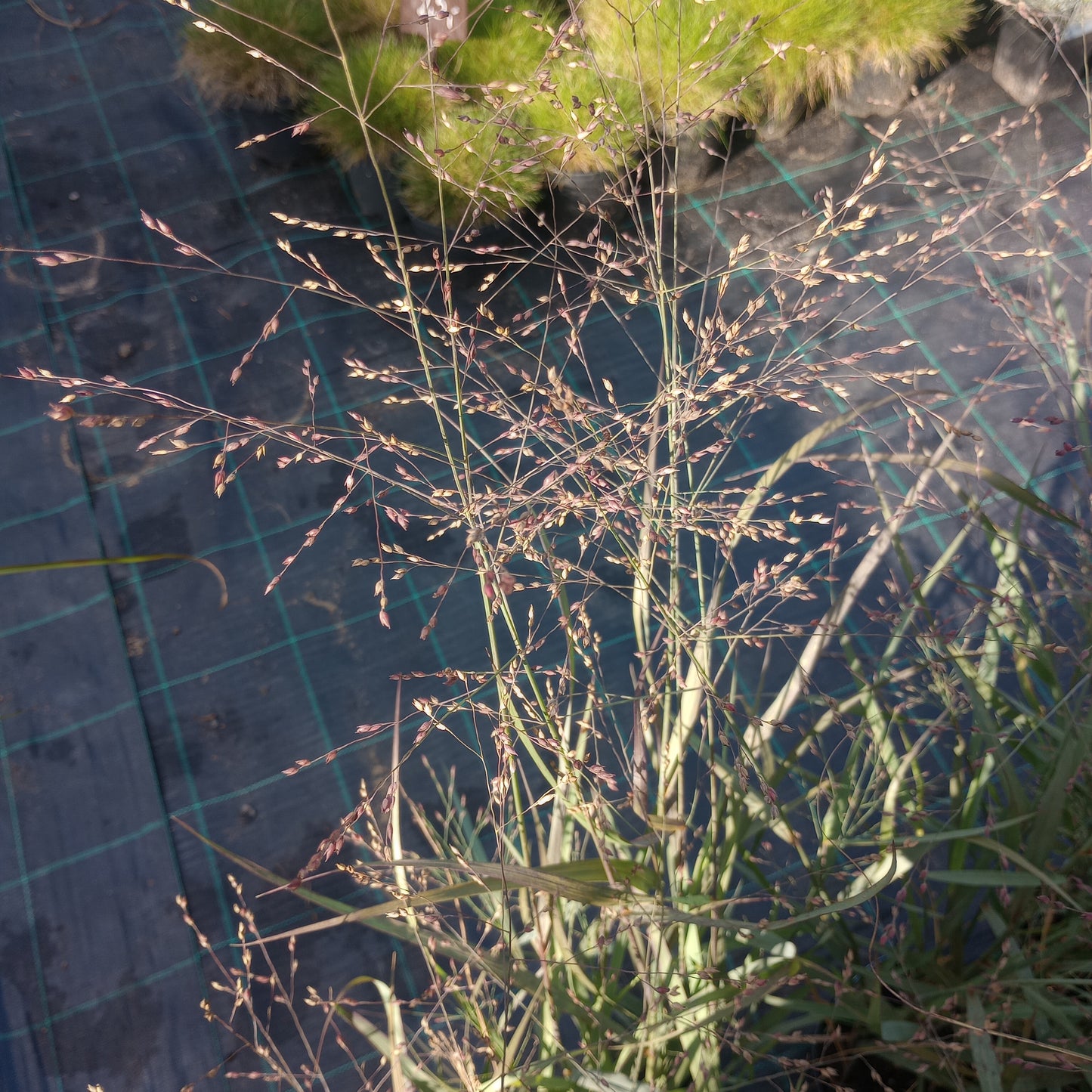 Proso rózgowate (Panicum virgatum) "HEAVY METAL"