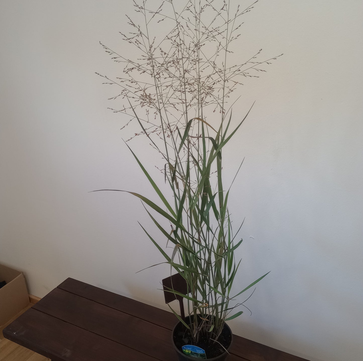 Proso rózgowate (Panicum virgatum) "HEAVY METAL"