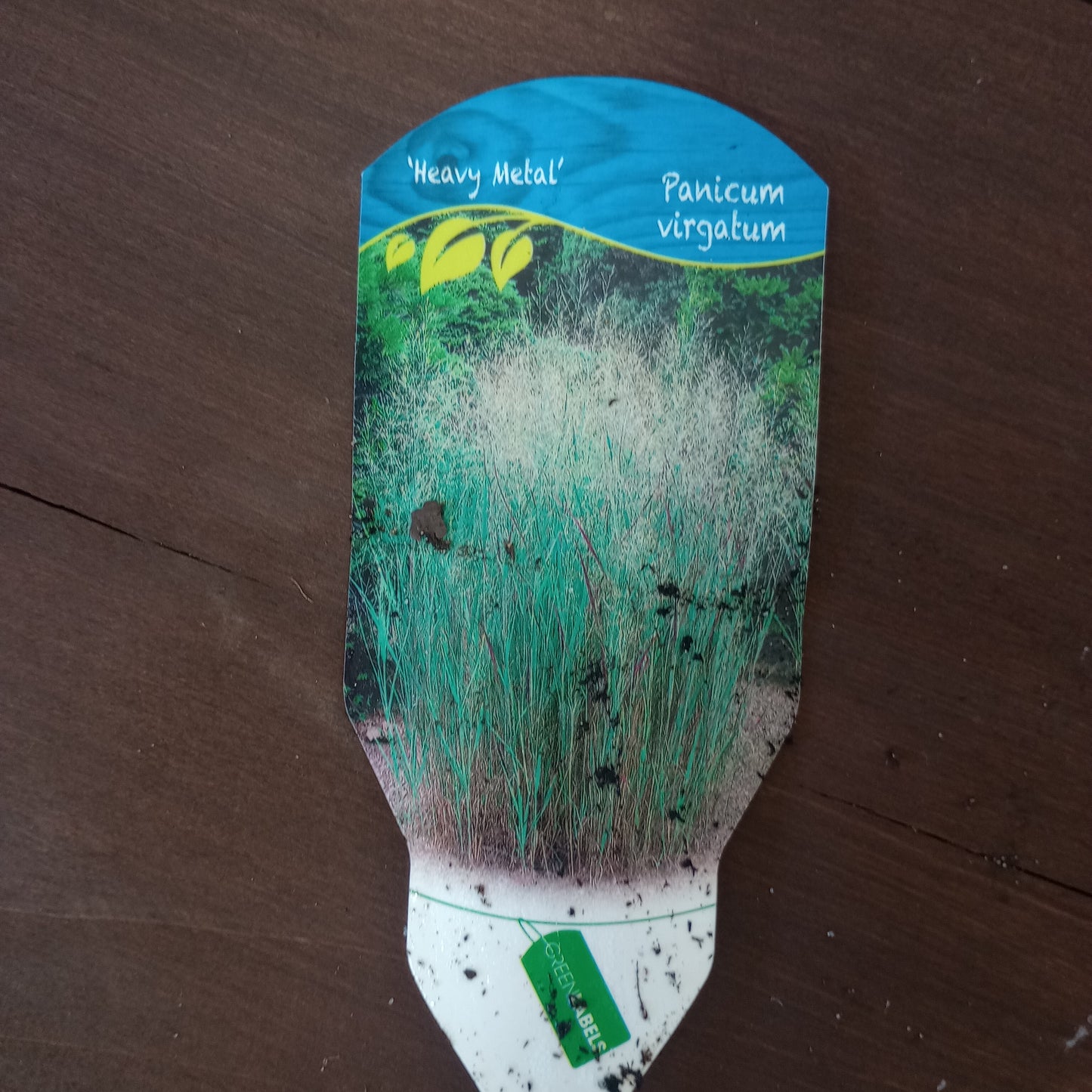 Proso rózgowate (Panicum virgatum) "HEAVY METAL"