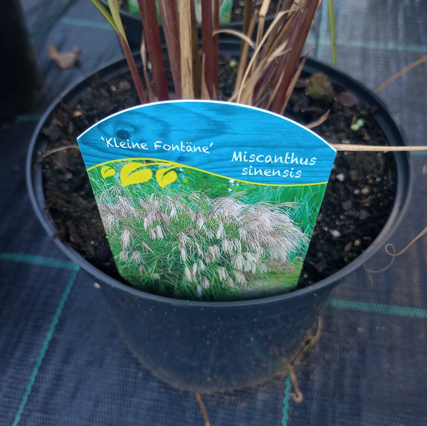 Miskant chiński "Kleine Fontane"