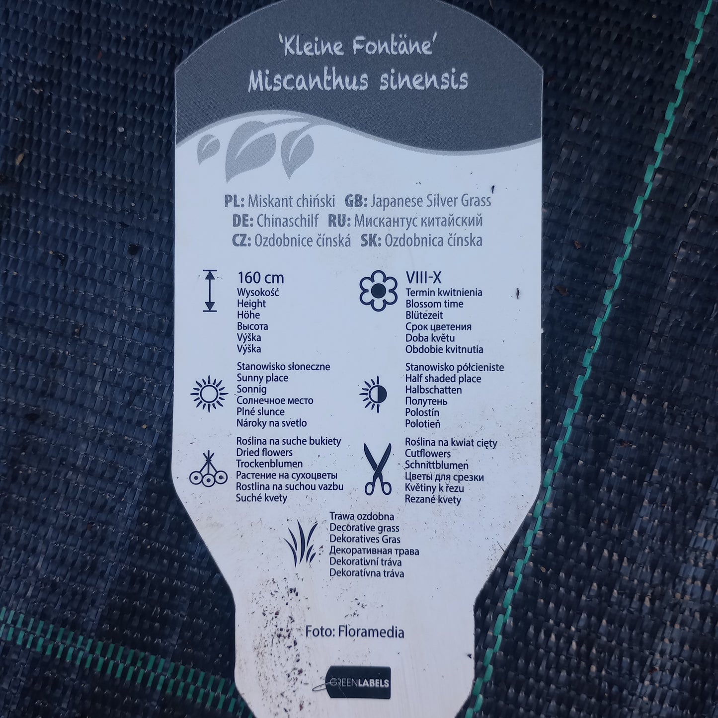Miskant chiński "Kleine Fontane"