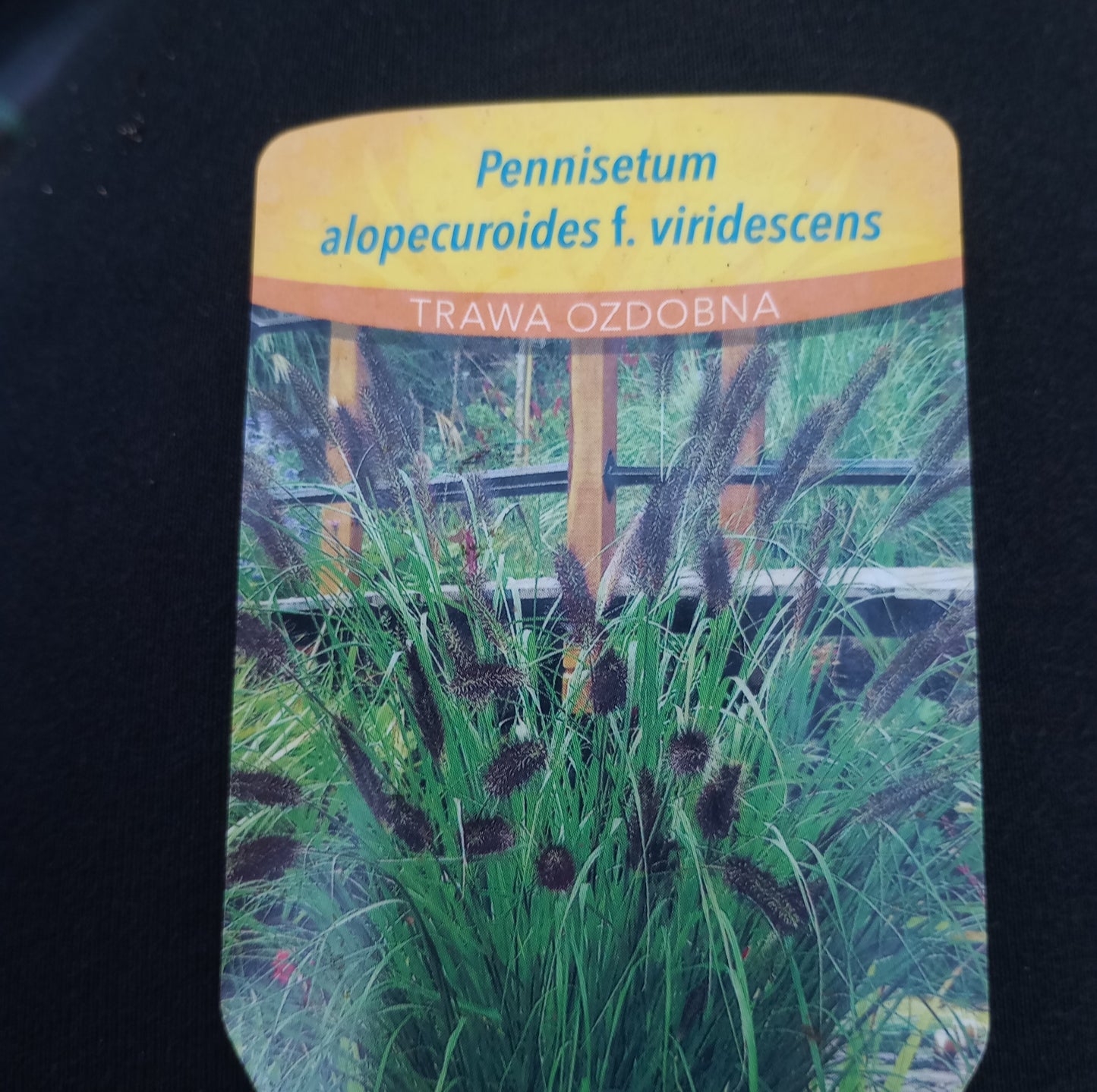 Rozplenica japońska "VIRIDESCENS"