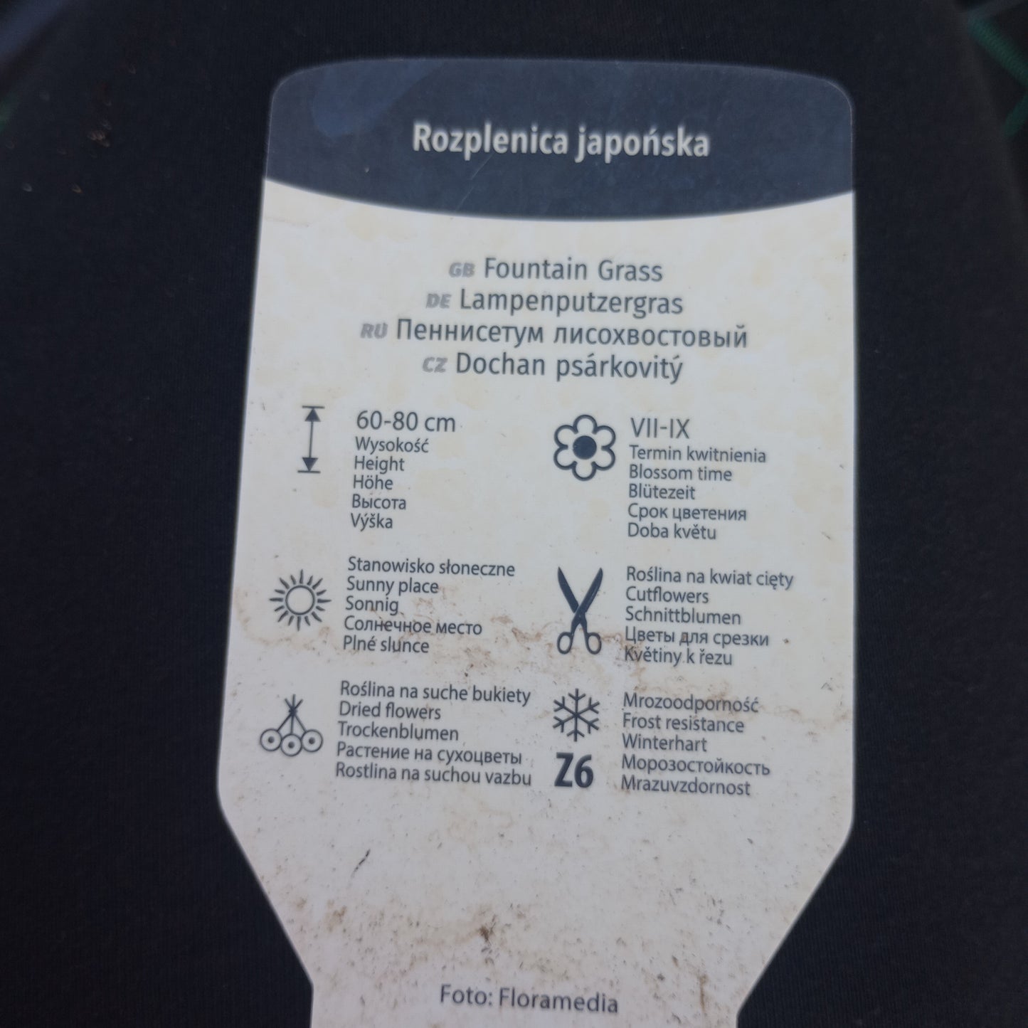 Rozplenica japońska "VIRIDESCENS"