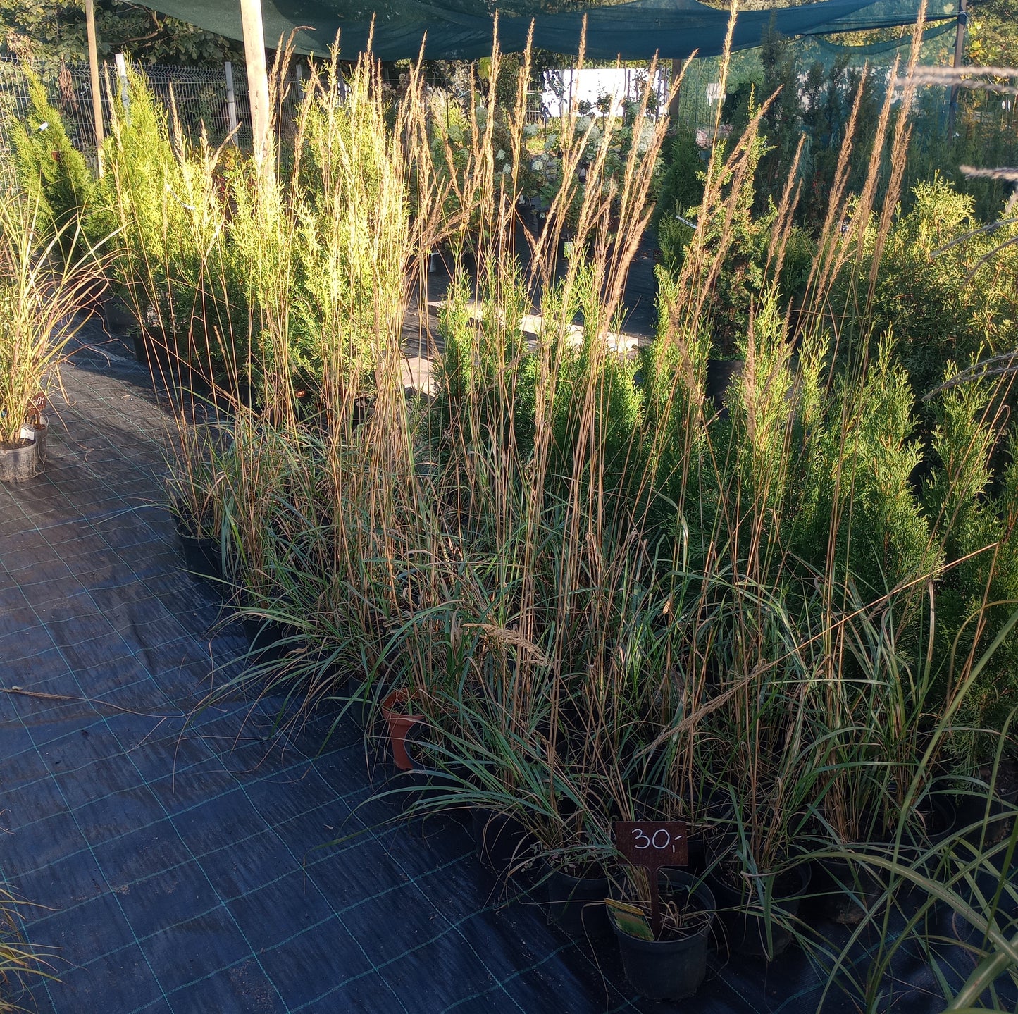 Trzcinnik ostrokwiatowy (Calamagrostis ×acutiflora) P9