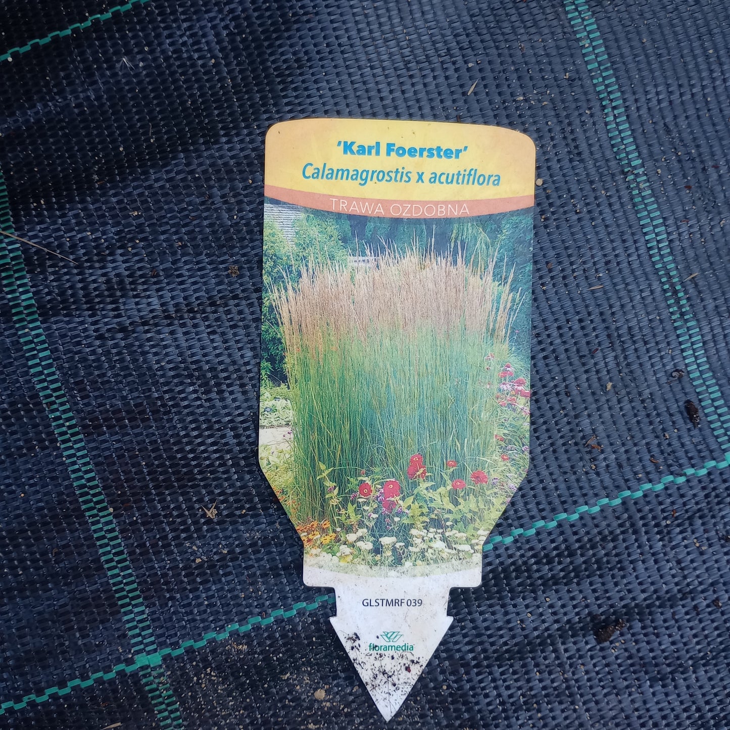 Trzcinnik ostrokwiatowy (Calamagrostis ×acutiflora) P9
