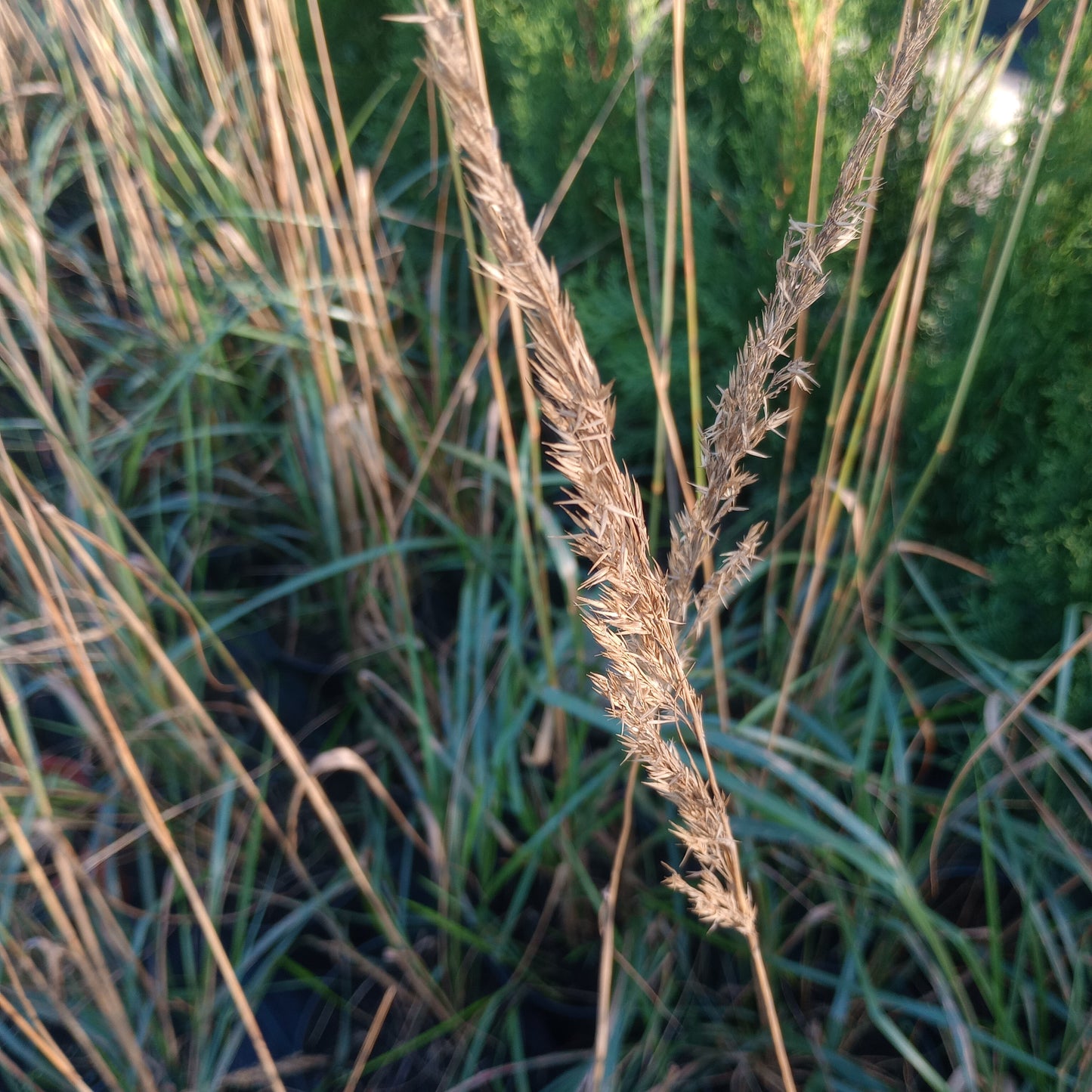 Trzcinnik ostrokwiatowy (Calamagrostis ×acutiflora) P9