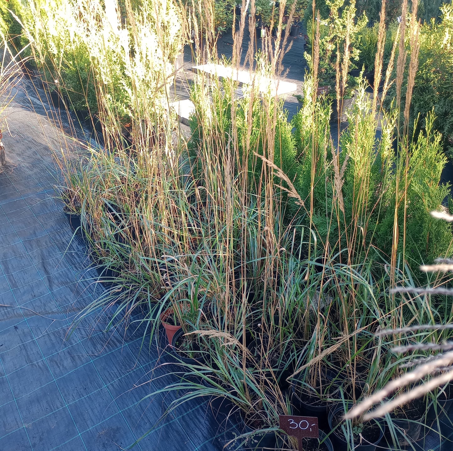 Trzcinnik ostrokwiatowy (Calamagrostis ×acutiflora) P9