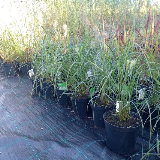 Rozplenica Japońska 'Hameln'