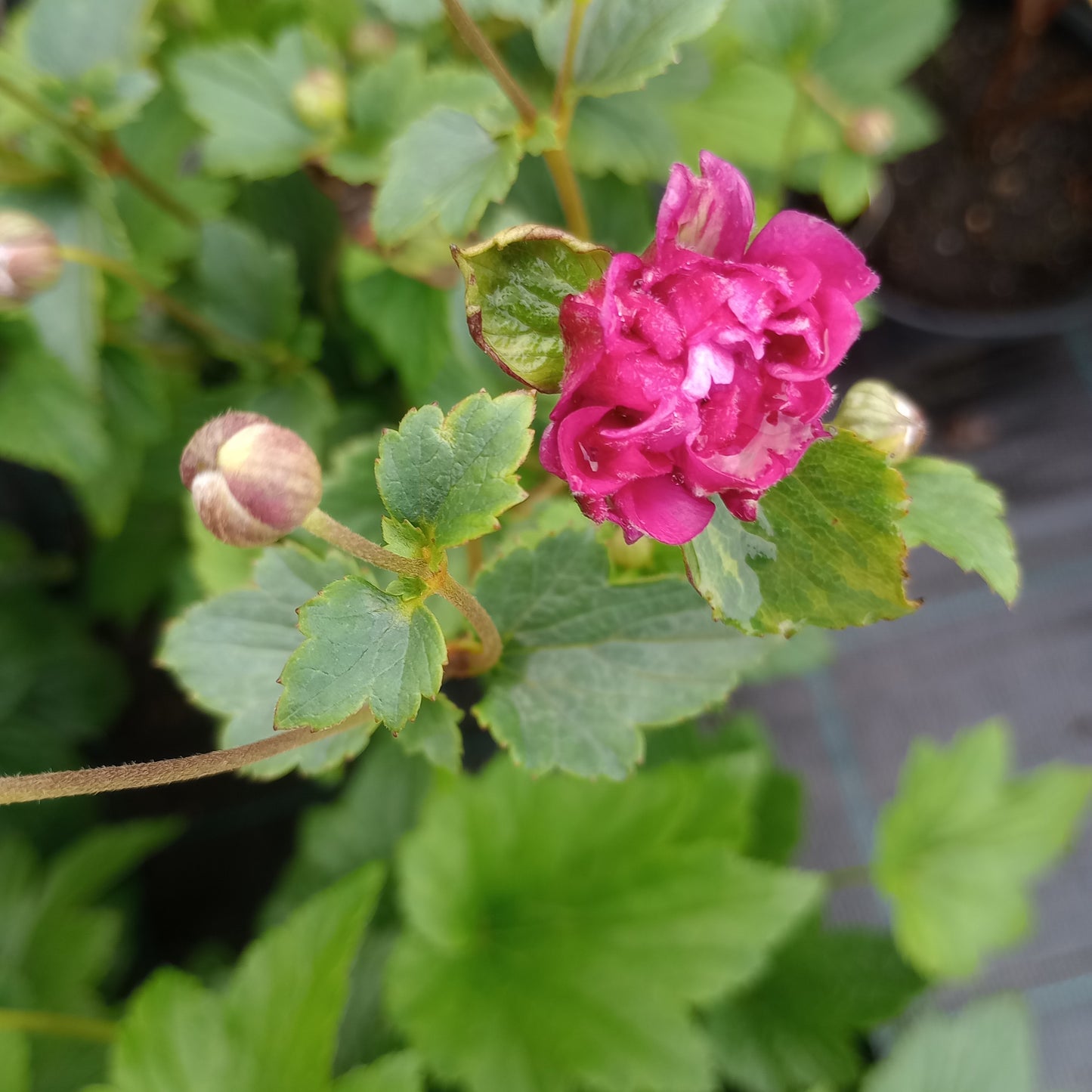Zawilec (Anemone) "Mont-Rose"