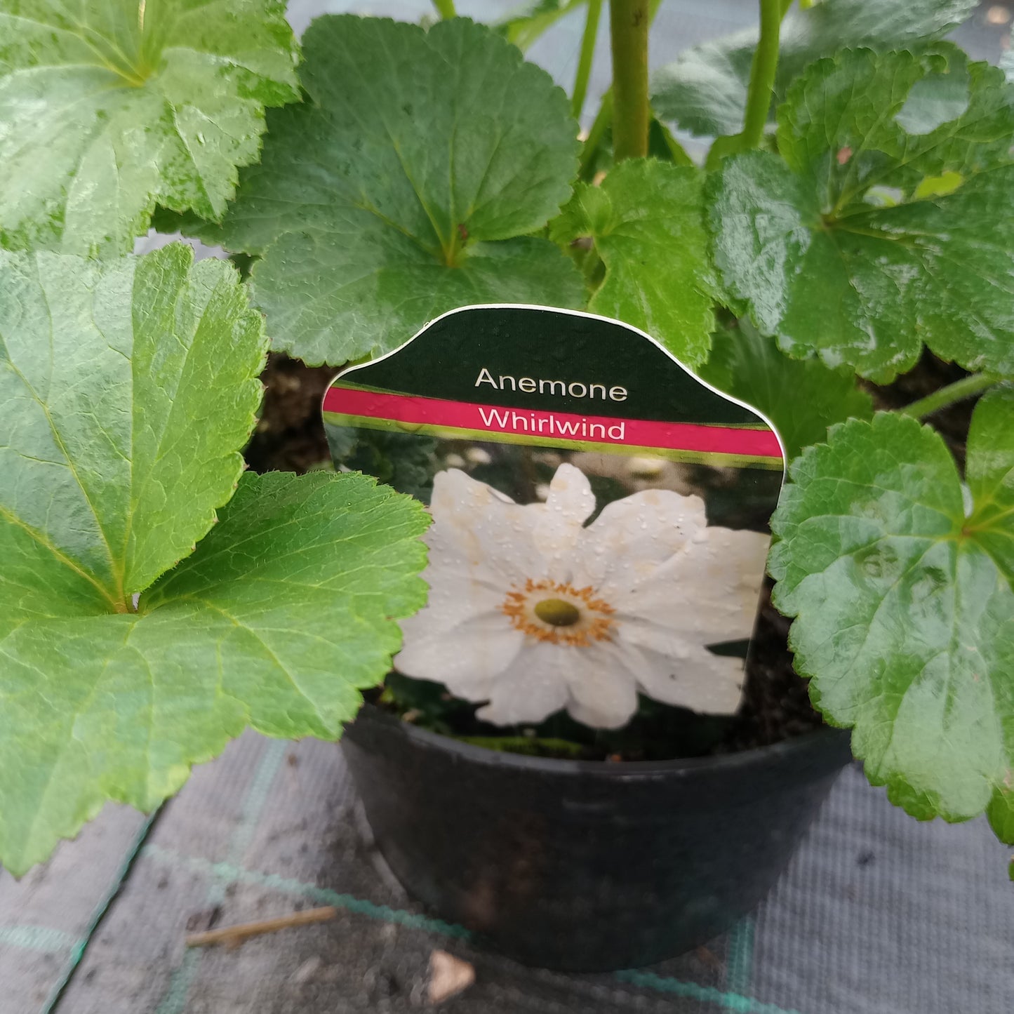 Zawilec (Anemone) "Whirlwind"